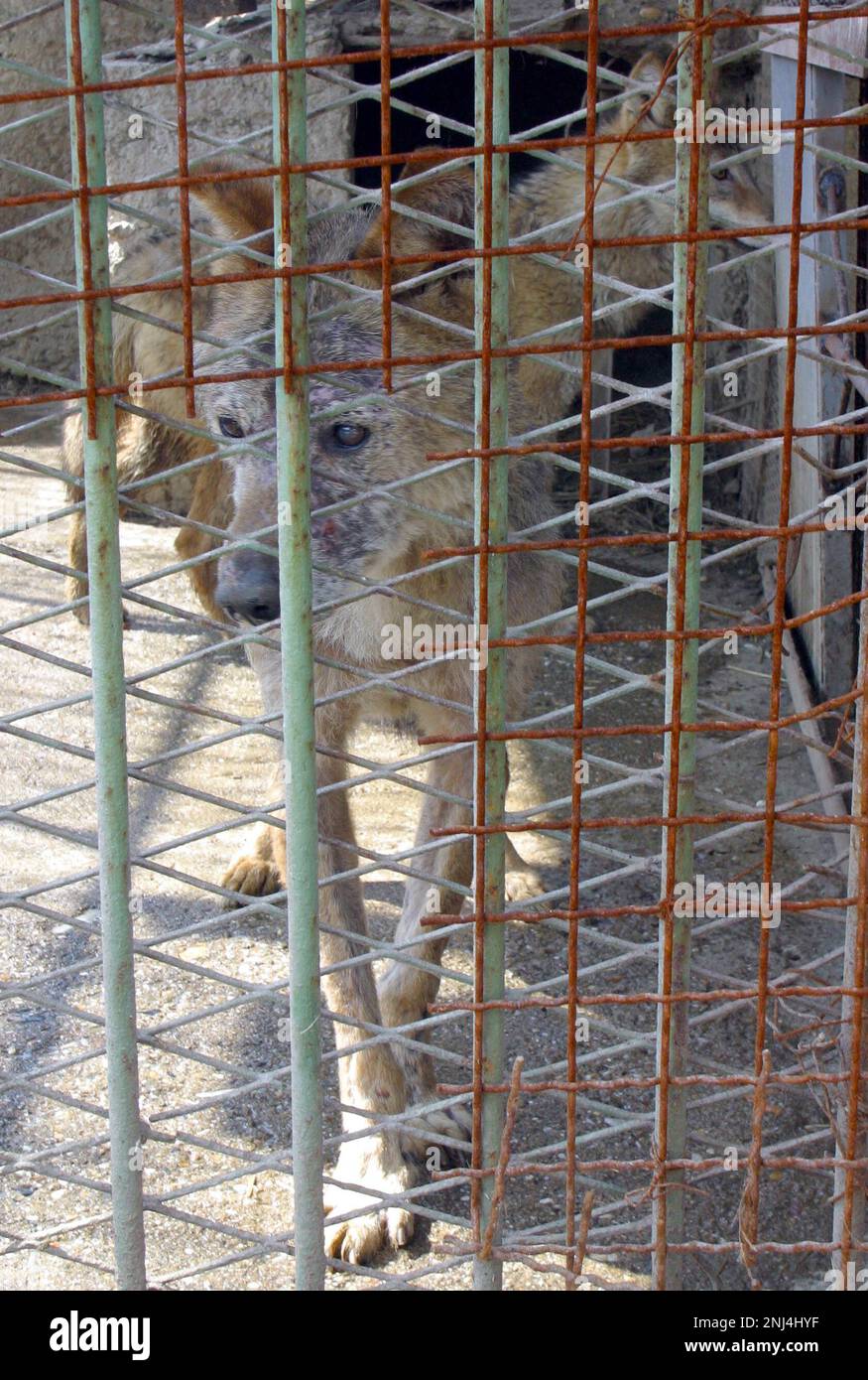 Lo zoo di Skopje fotografato il 2004 marzo. Queste fotografie hanno portato ad un certo numero di articoli di stampa che criticano le condizioni allo Zoo. Nel corso degli anni lo zoo ha ricevuto molte critiche per le condizioni di vita dei suoi animali. Nel 2008 la città ha stanziato 42 milioni di denari in fondi per migliorare lo zoo, e lo zoo ha iniziato a lavorare con l'Associazione europea degli zoo e Aquaria (EAZA) per portare lo zoo agli standard moderni. Nel 2010 erano state costruite nuove recinzioni, il 85% delle mostre più antiche dello zoo era stato rinnovato, lo zoo divenne un candidato all'adesione all'EAZA. Immagine garyroberts/worldwidefeatures.com Foto Stock