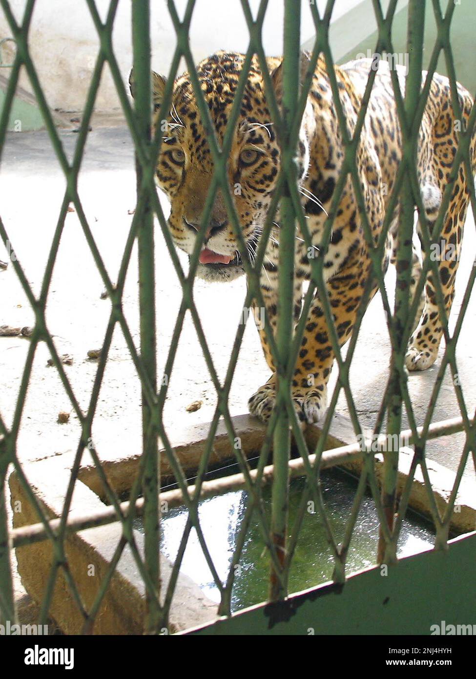 Jaguar. Zoo di Skopje Marzo 2004. Queste fotografie hanno portato ad un certo numero di articoli di stampa che criticano le condizioni allo Zoo. Nel corso degli anni lo zoo ha ricevuto molte critiche per le condizioni di vita dei suoi animali. Nel 2008 la città ha stanziato 42 milioni di denari in fondi per migliorare lo zoo, e lo zoo ha iniziato a lavorare con l'Associazione europea degli zoo e Aquaria (EAZA) per portare lo zoo agli standard moderni. Nel 2010 erano state costruite nuove recinzioni, il 85% delle mostre più antiche dello zoo era stato rinnovato, lo zoo divenne un candidato all'adesione all'EAZA. Immagine garyroberts/worldwidefeatures.com Foto Stock