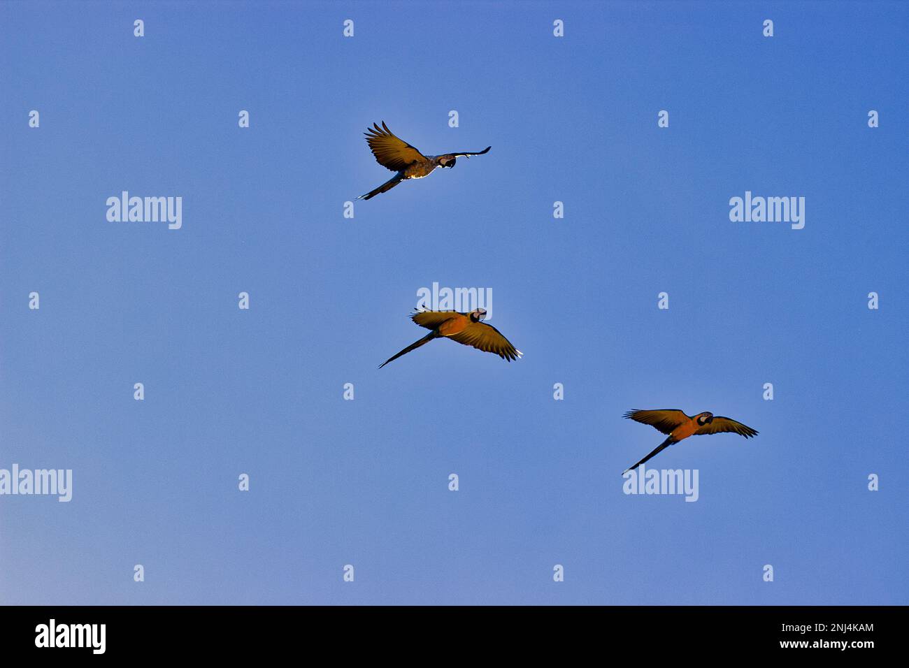 Foto a corpo intero di tre macaws blu d'oro volanti, cielo blu sullo sfondo. Foto Stock