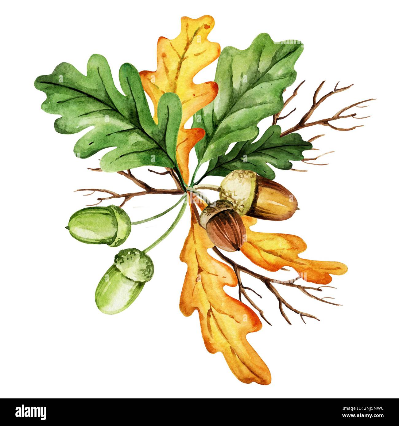 foglie di acquerello verde e giallo, ghiande e rami di quercia, composizione autunnale, disegno a mano, giallo, arancione, colore marrone Foto Stock