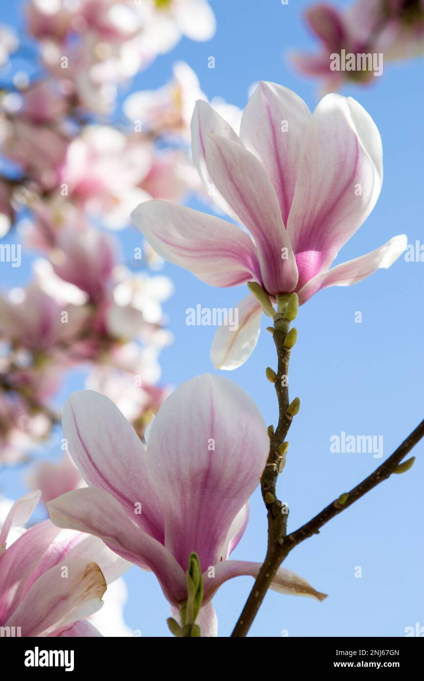 Albero di magnolia addobbato con fiori bianchi e rosa in piena primavera fioritura in un giardino nel Kent Foto Stock
