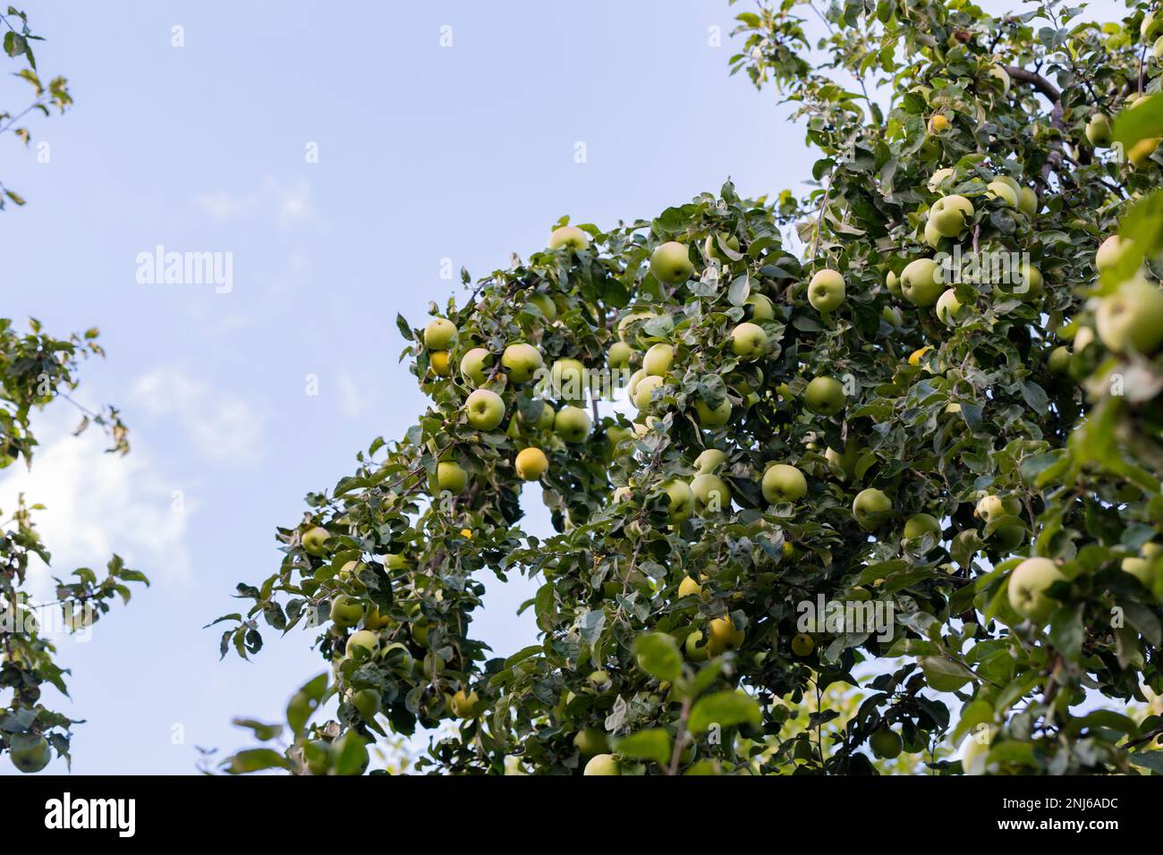 ci sono un sacco di mele in acro verde albero di mela, fruttato albero di mela, frutteto naturale Foto Stock