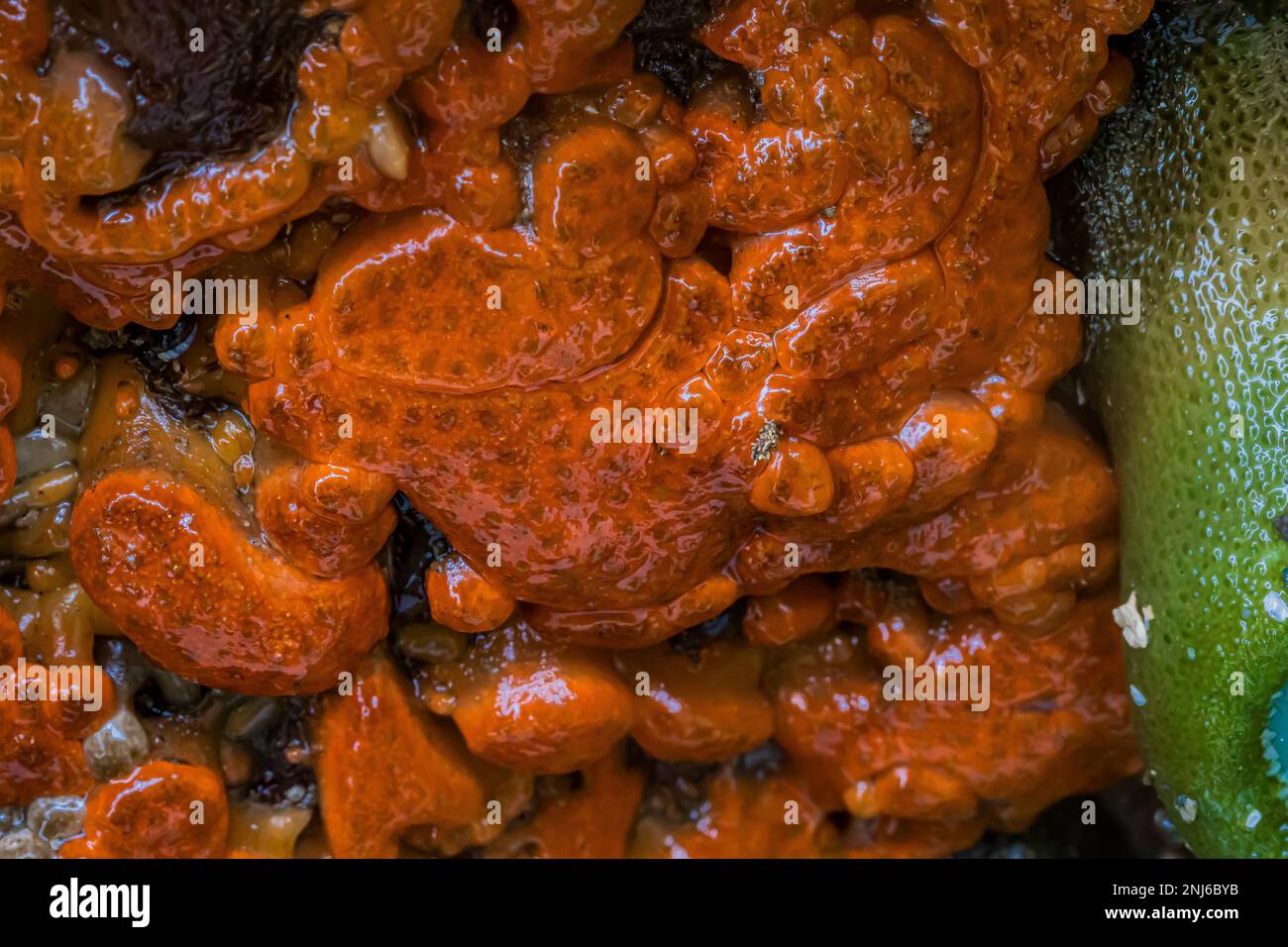 Pacific Sea pork, Aplidium californicum, un tunicato coloniale incrostante a Point of Arches in Olympic National Park, Washington state, USA Foto Stock