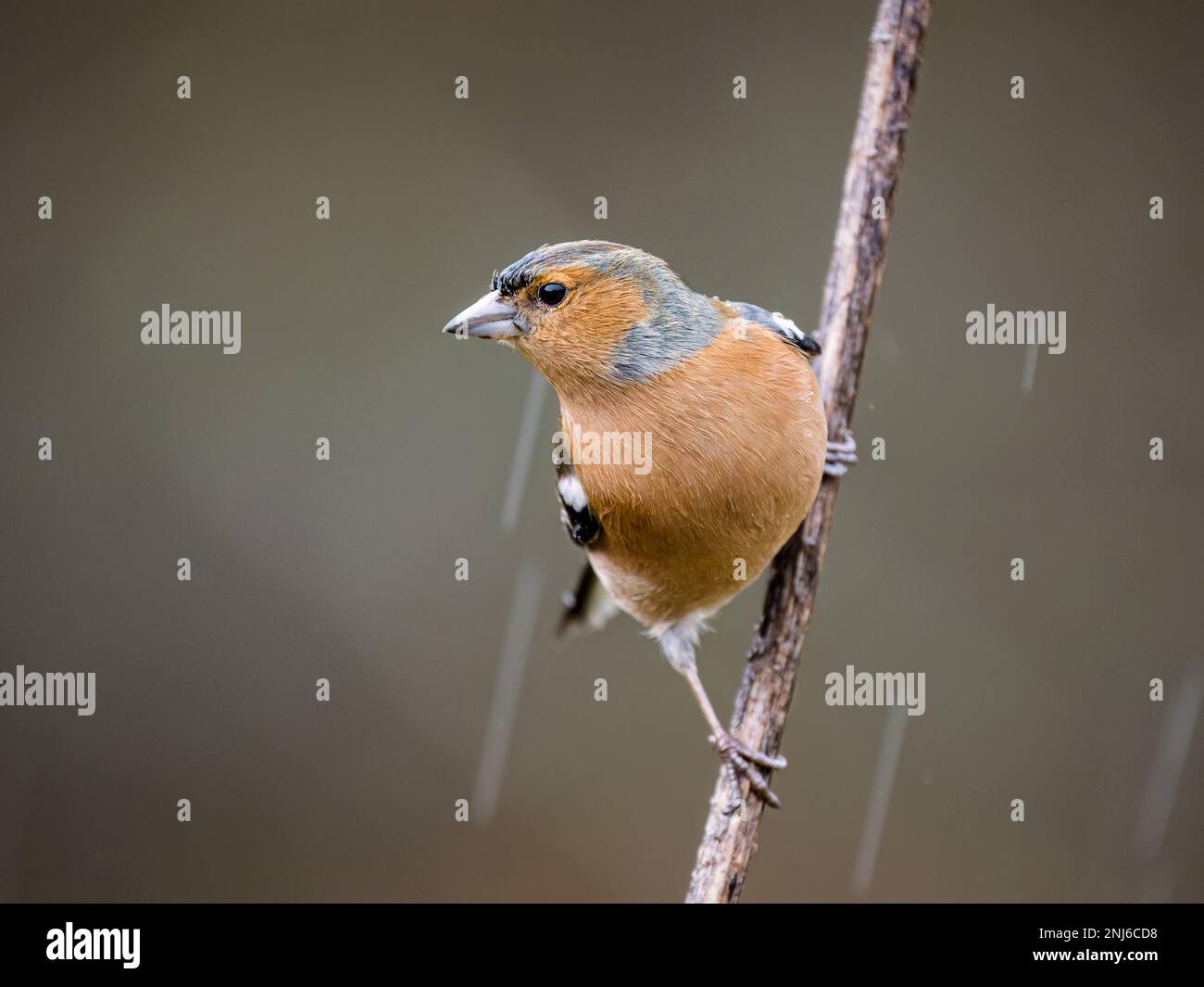 Un maschio chaffinch catturato in una doccia d'inverno nel Galles centrale Foto Stock