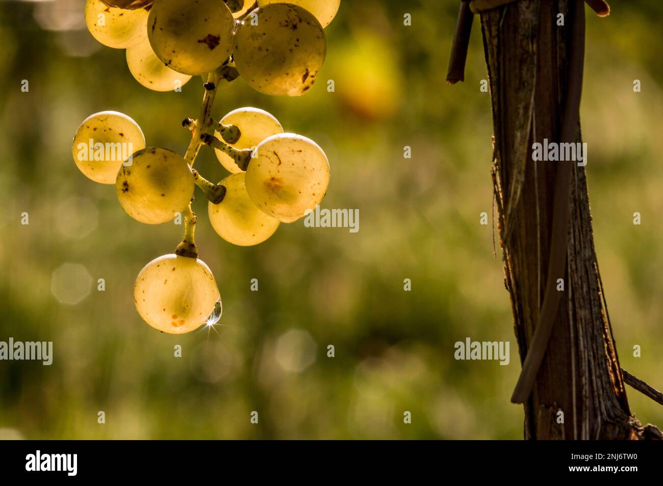 Grappolo d'uva con gocce di rugiada Foto Stock