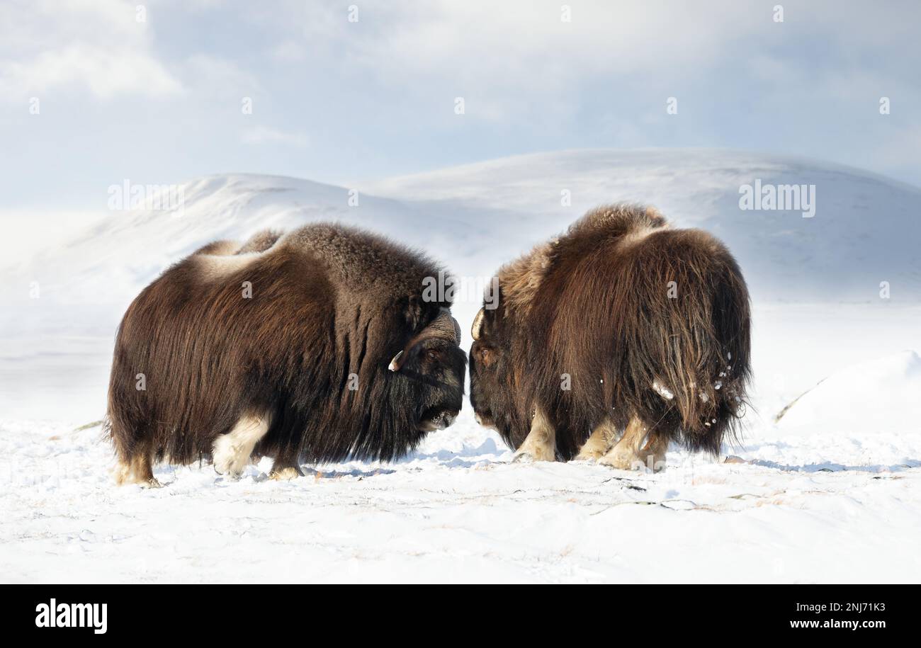 Primo piano dei combattimenti di buoi muschiati in inverno, Norvegia, Parco Nazionale di Dovrefjell. Foto Stock