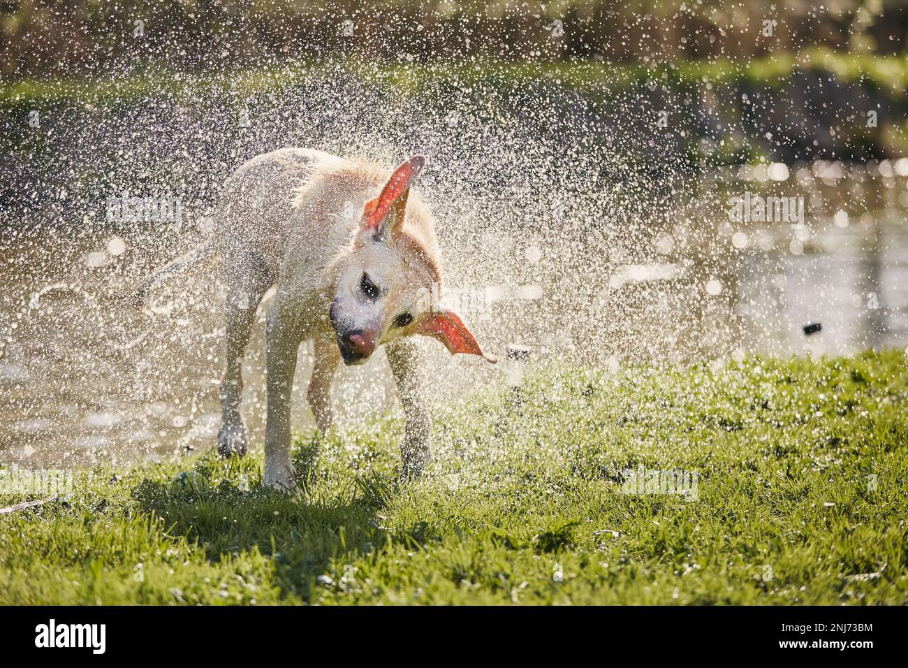 Cane scuotendo via acqua. Bagnare labrador Retriever sulla riva del fiume dopo il nuoto. Foto Stock