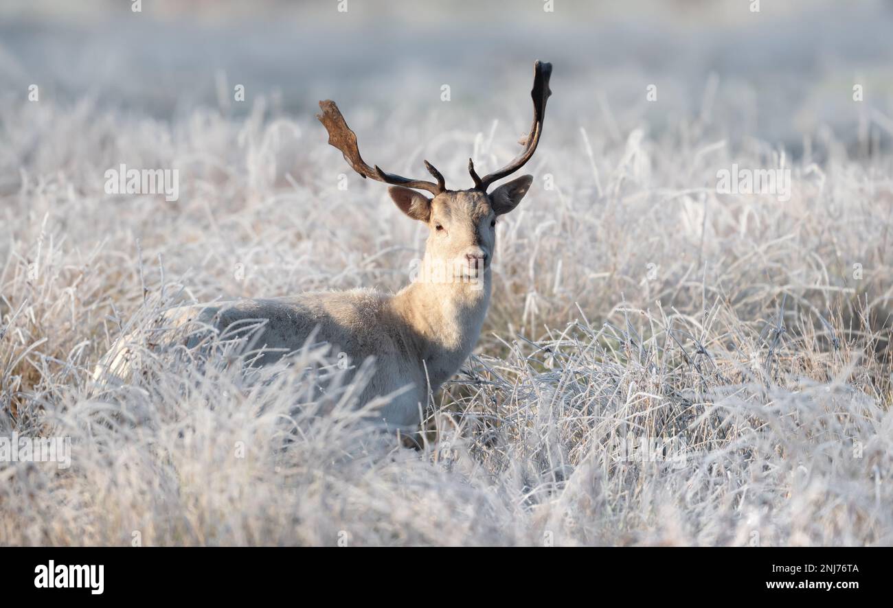 Close up di un daino (Dama Dama) in inverno, UK. Foto Stock