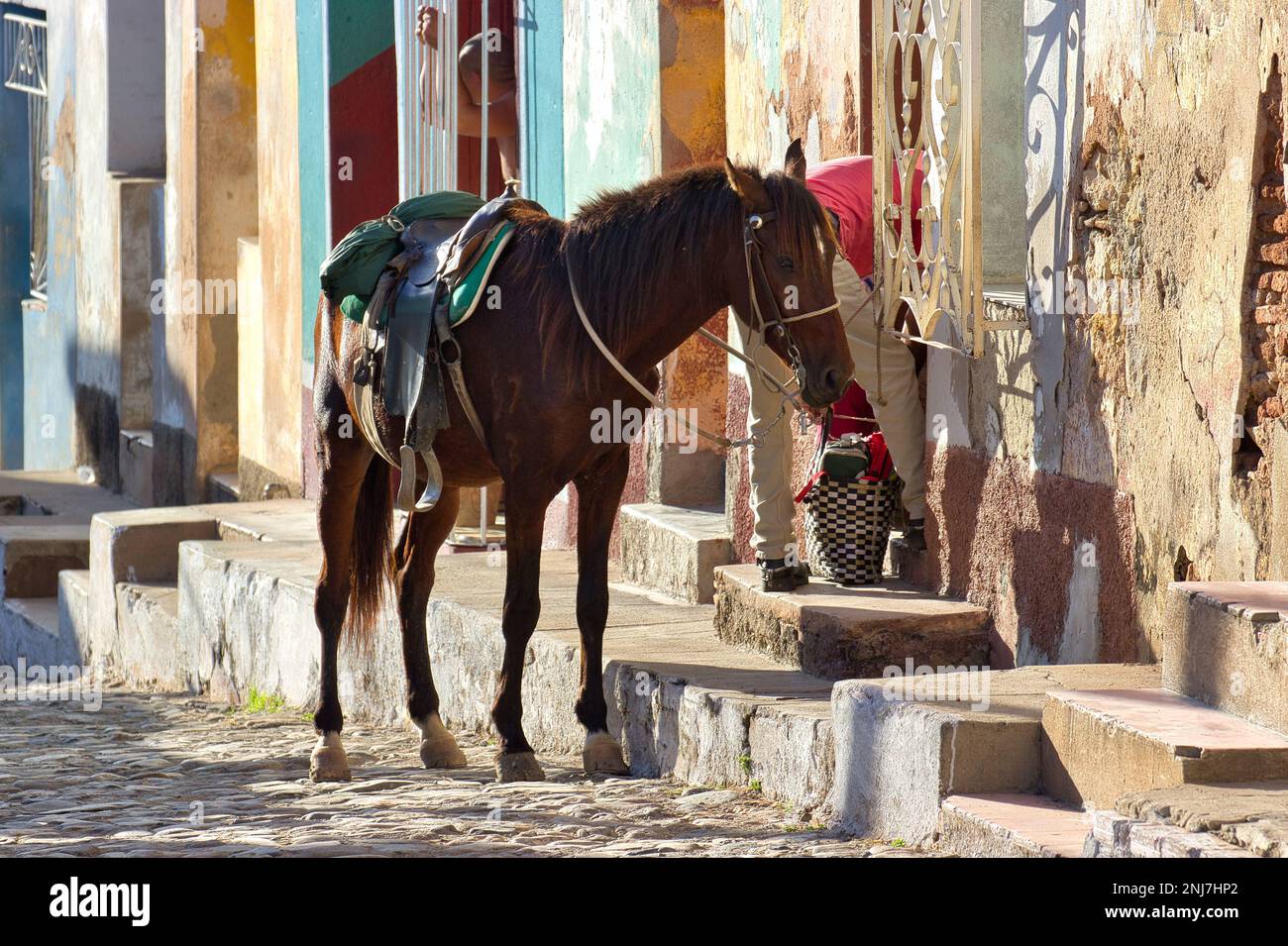 Un cavallo marrone fotografato in un vicolo di luce con le case colorate di Trinidad, Cuba. Foto Stock