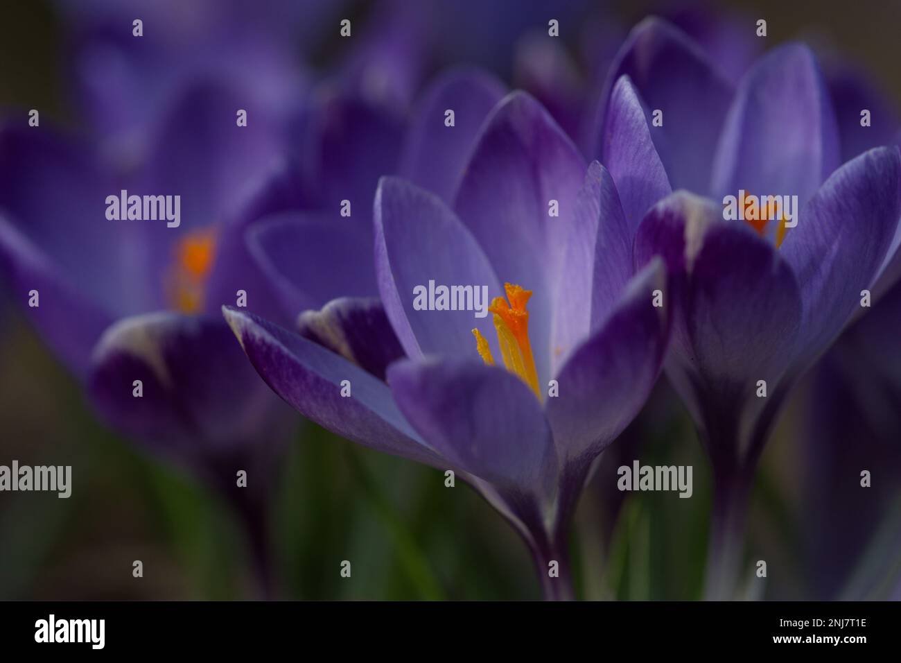 I croci viola stanno crescendo in primavera Foto Stock