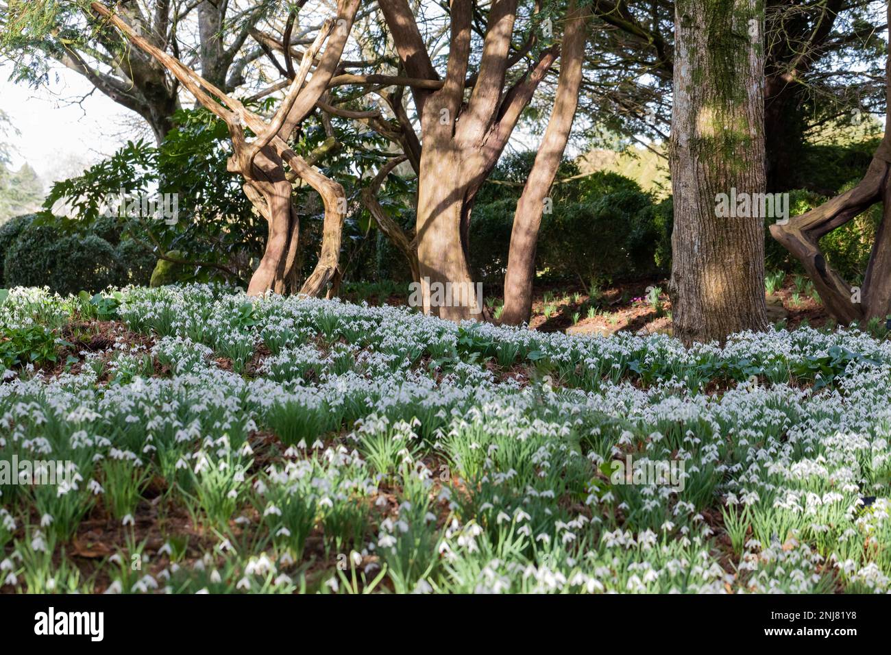 Tappeto di fiori di Snowdrop, Galanthus nivalis di fronte ad alcuni alberi, Dorset, Inghilterra, Regno Unito Foto Stock
