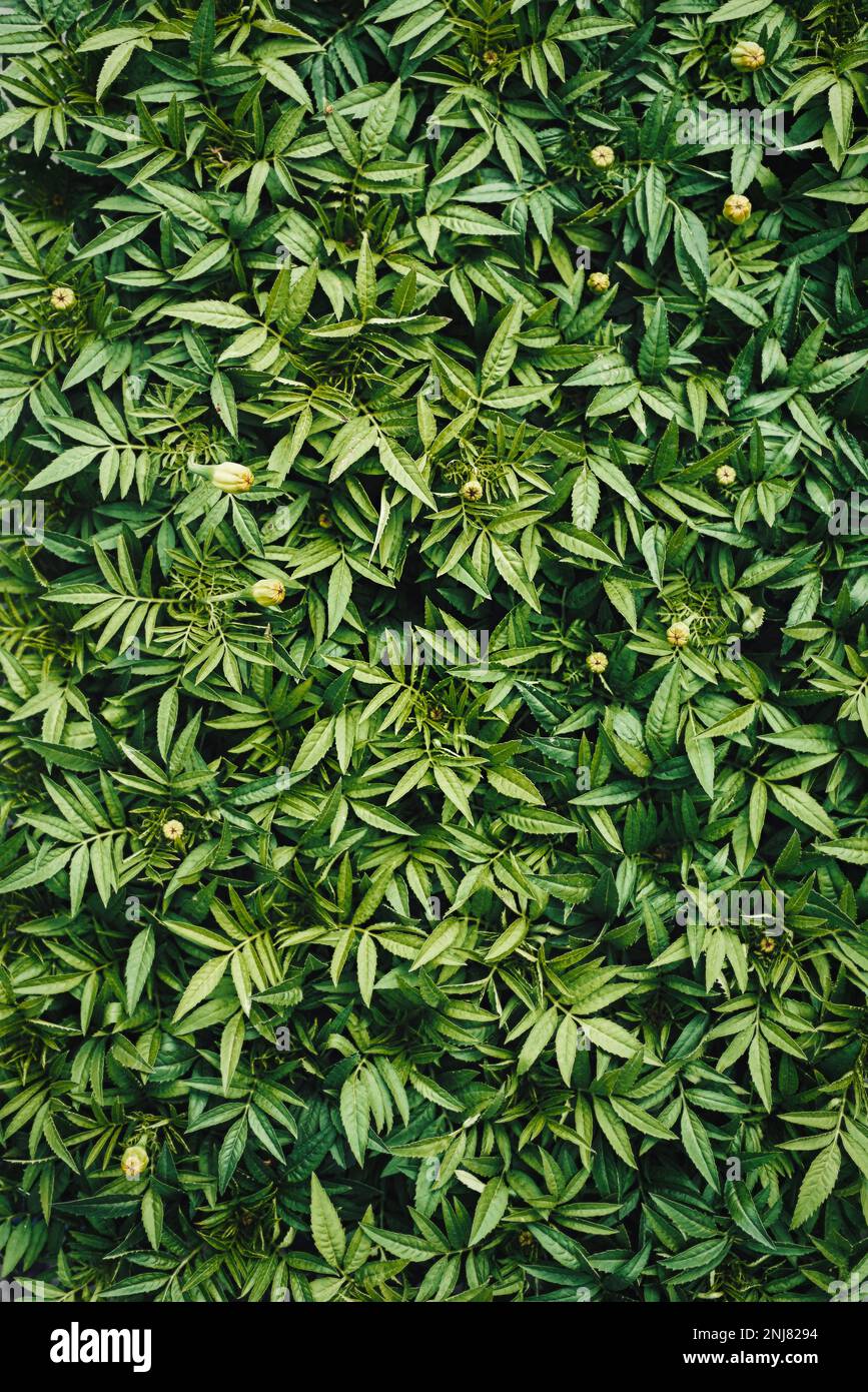 Verde sfondo naturale piantando da tagetes fresco foglie di piantagione. Modello organico. Concetto di sfondo per giardinieri e progettazione di paesaggi Foto Stock