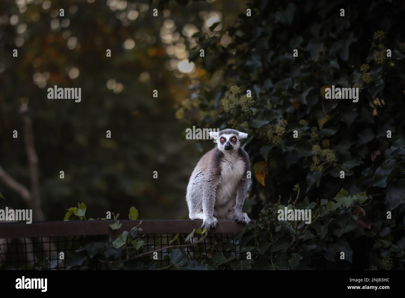 Lemur dalla coda ad anello siede a Fence nello Zoo. Animale nel giardino zoologico. Il lemur Catta è un primate della strepsirrhine. Foto Stock