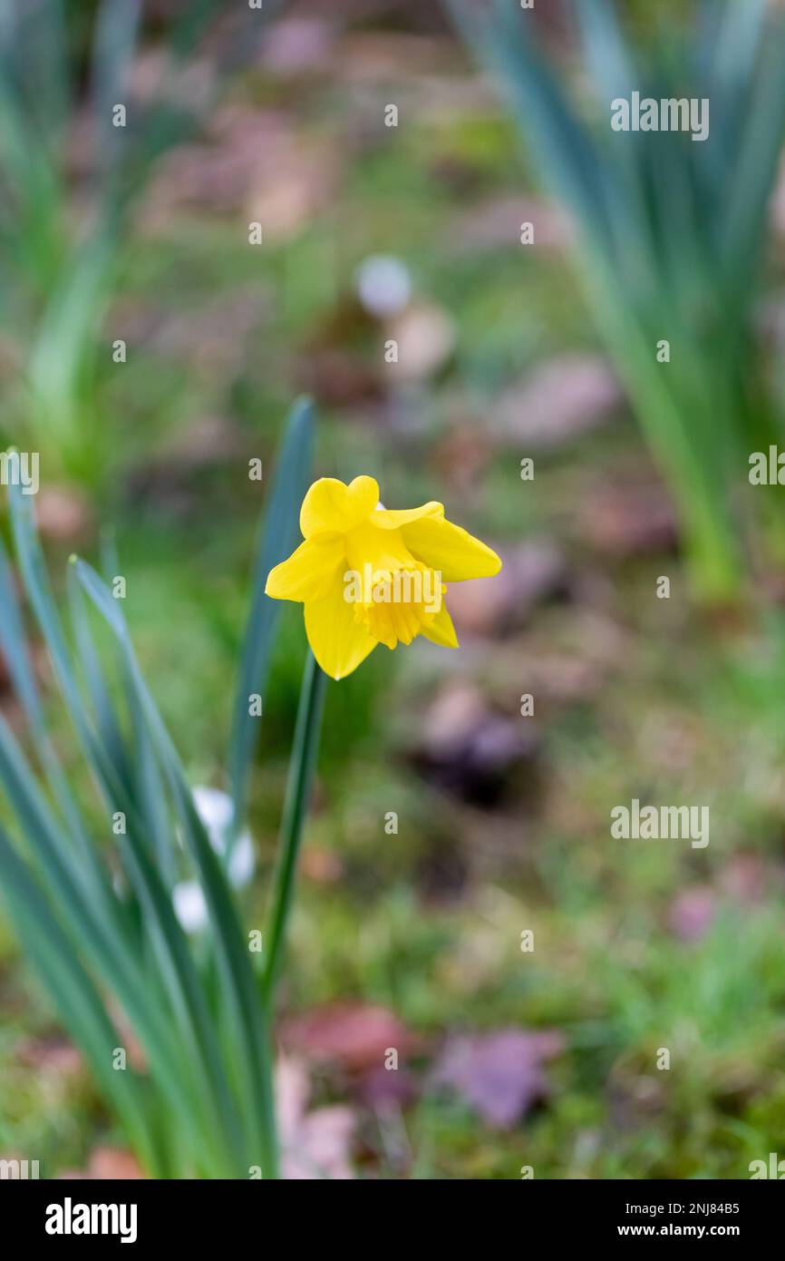Un singolo giallo Daffodil, Narcissus, immagine verticale, Dorset, Inghilterra, REGNO UNITO Foto Stock