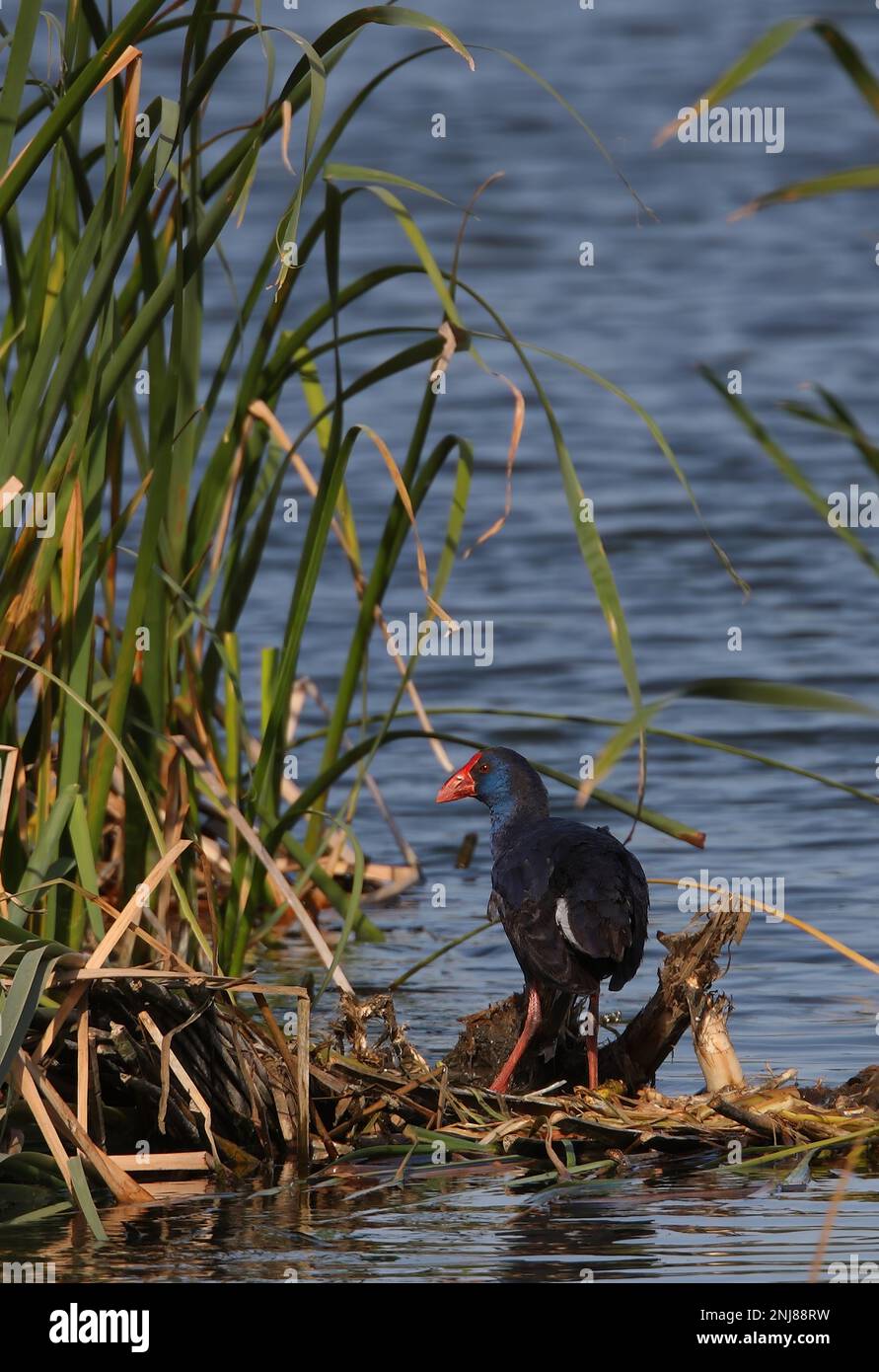 Swamphen viola (Porphyrio porphyrio porphyrio) adulto in piedi sulla piattaforma nido Algarve, Portogallo Aprile Foto Stock