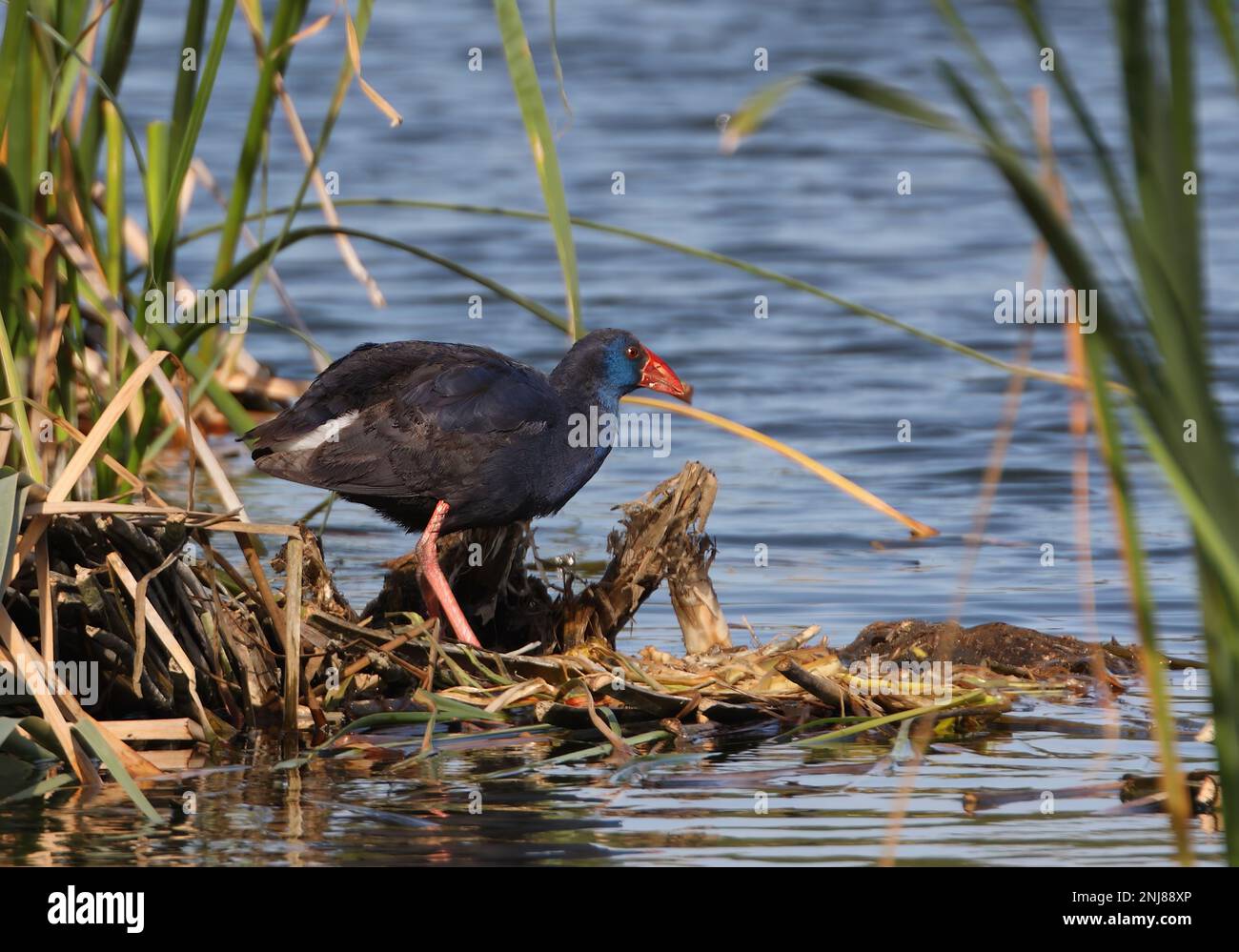 Swamphen viola (Porphyrio porphyrio porphyrio) adulto in piedi sulla piattaforma nido Algarve, Portogallo Aprile Foto Stock