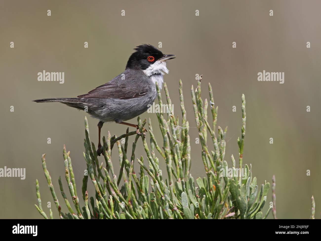 Sardo Warbler (Sylvia melanocephala) adulto maschio cantando dalla cima del cespuglio Ria Formosa NP, Algarve, Portogallo Aprile Foto Stock