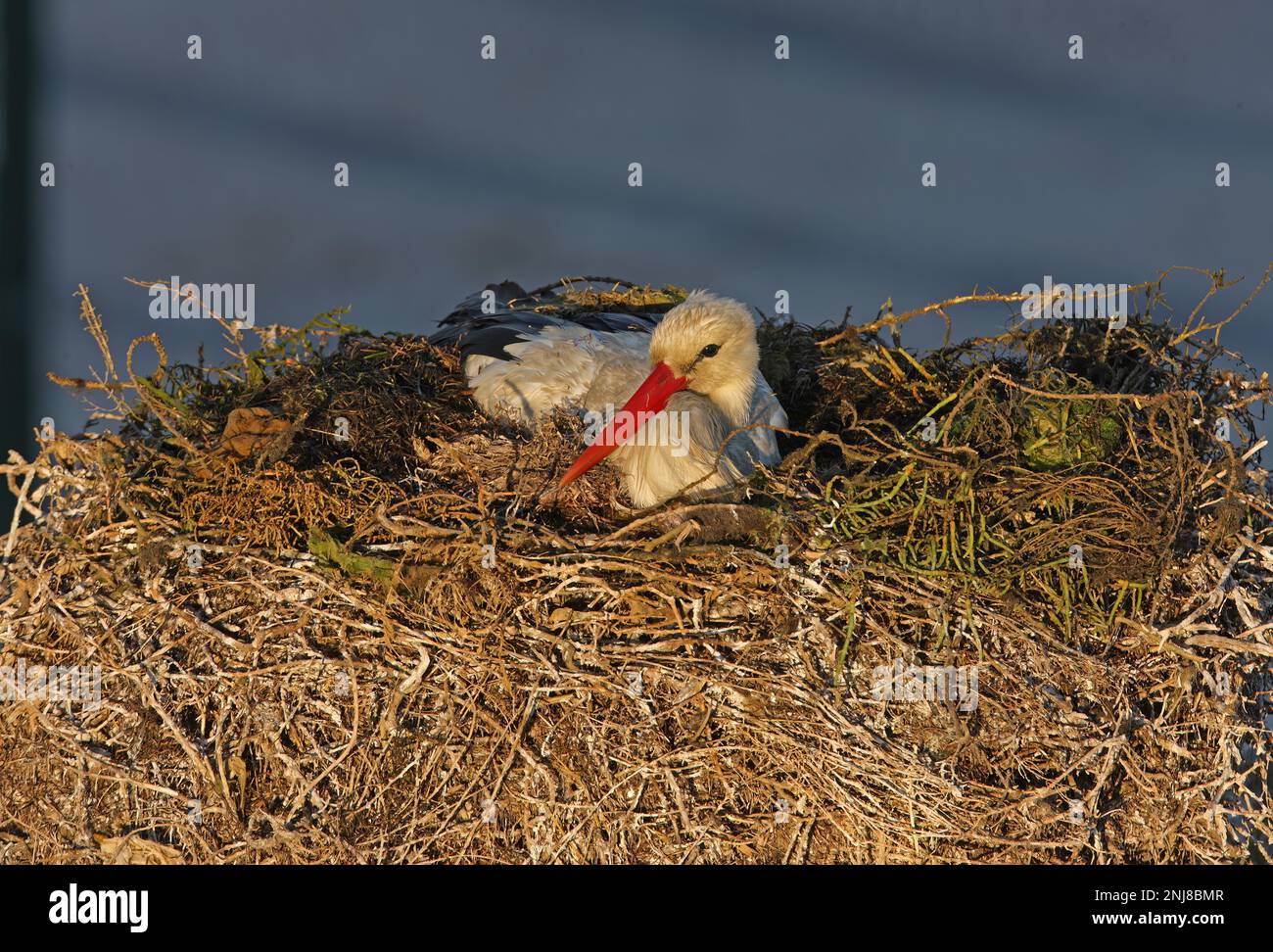 Cicogna bianca (Ciconia ciconia) adulto seduto sul nido Faro, Algarve, Portogallo Aprile Foto Stock