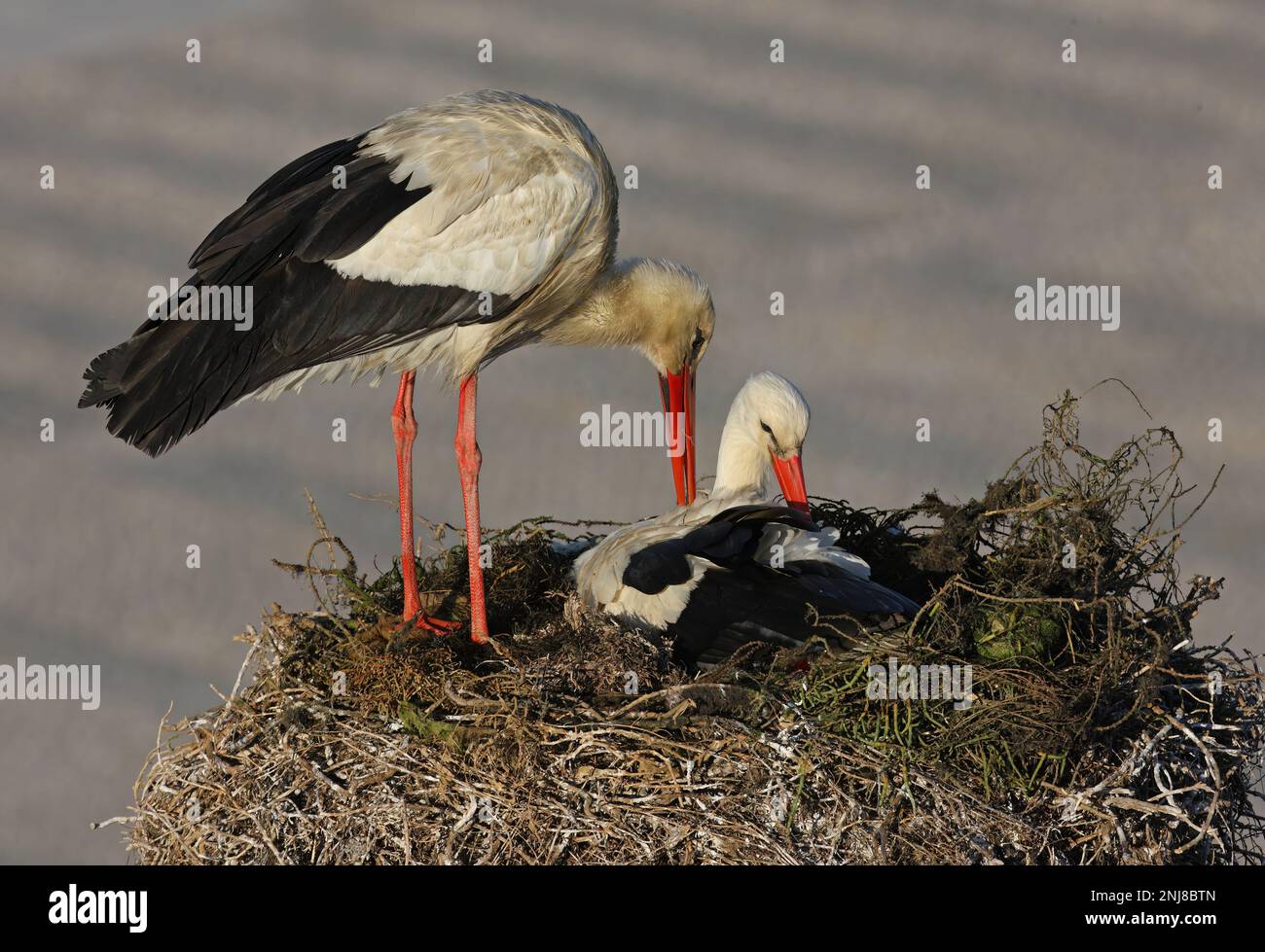 Cicogna bianca (Ciconoa ciconia) coppia a nido, reciproca preening Faro, Algarve, Portogallo Aprile Foto Stock