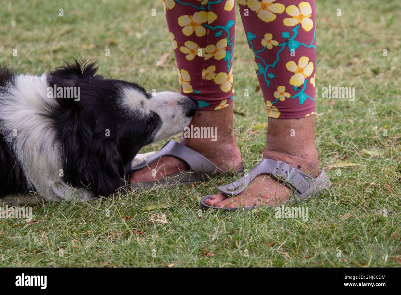 Un vecchio cane ai piedi del suo anziano proprietario Foto Stock