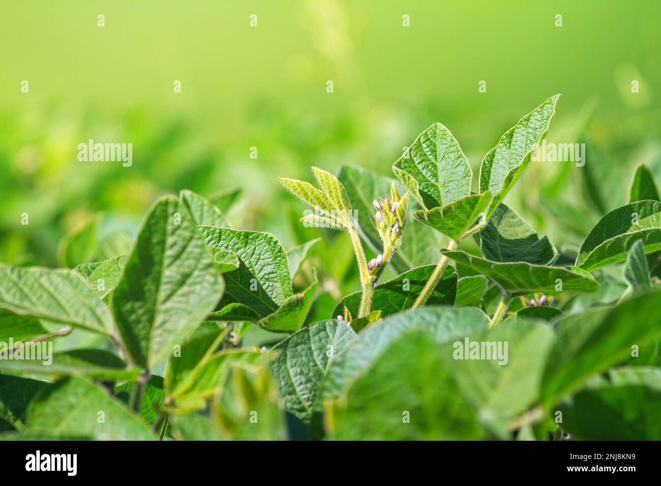 Fiore pianta di soia primo piano sullo sfondo di un campo agricolo di soia. Messa a fuoco selettiva. Spazio per il testo. Foto Stock