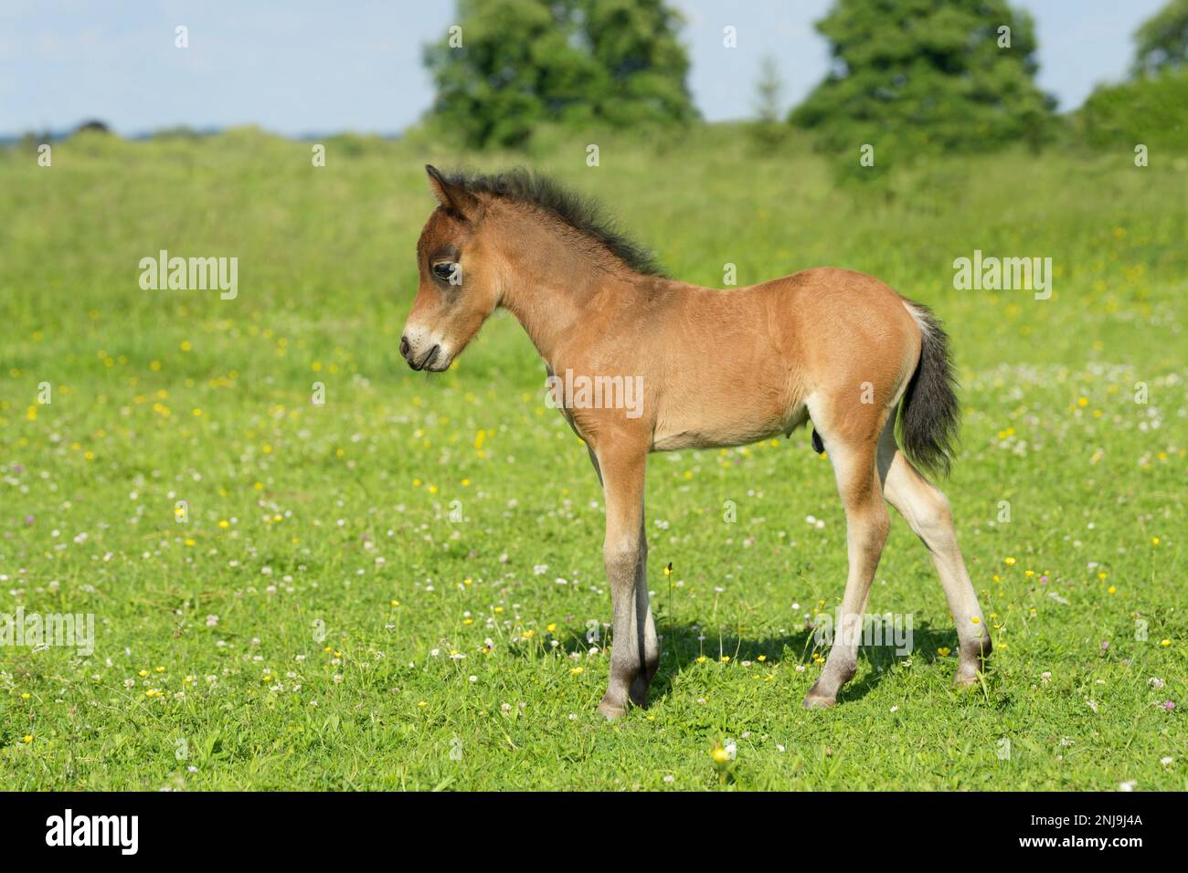 Shetland Pony Foal nel campo Foto Stock