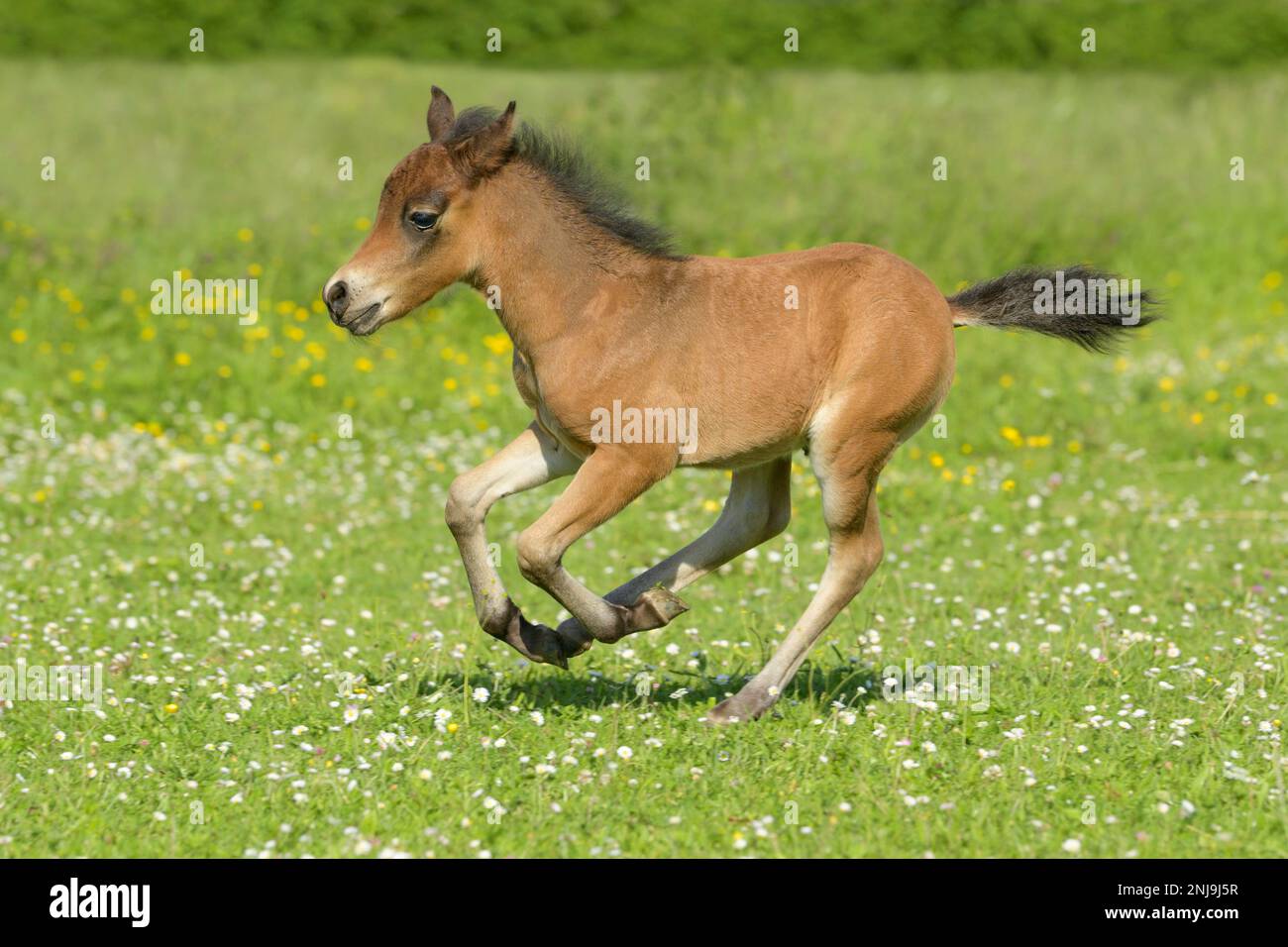 Shetland Pony Foal nel campo Foto Stock