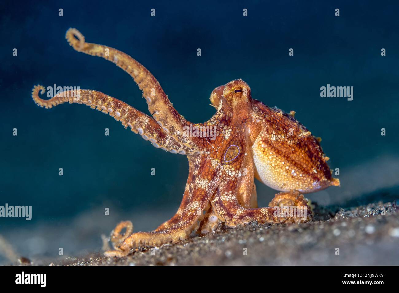 Polpo di ocellato di veleno, Amphioctopus siamensis, velenoso, stretto di Lembeh, Sulawesi settentrionale, Sulawesi, Indonesia, Oceano Indo-Pacifico Foto Stock