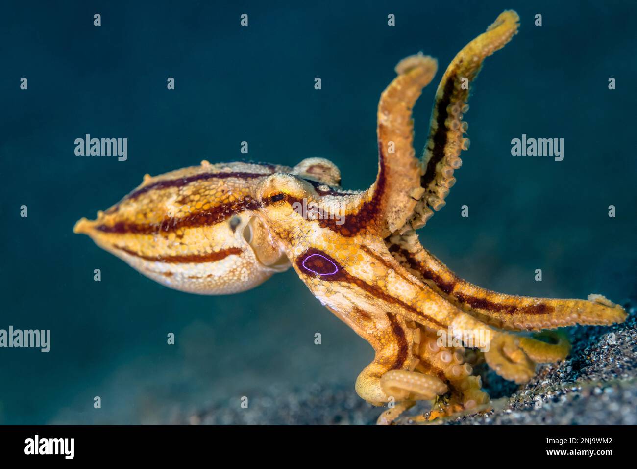 Polpo di ocellato di veleno, Amphioctopus siamensis, velenoso, stretto di Lembeh, Sulawesi settentrionale, Sulawesi, Indonesia, Oceano Indo-Pacifico Foto Stock