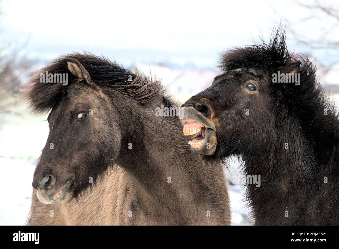 alcuni bellissimi cavalli islandesi che giocano nel paddock divertente Foto Stock