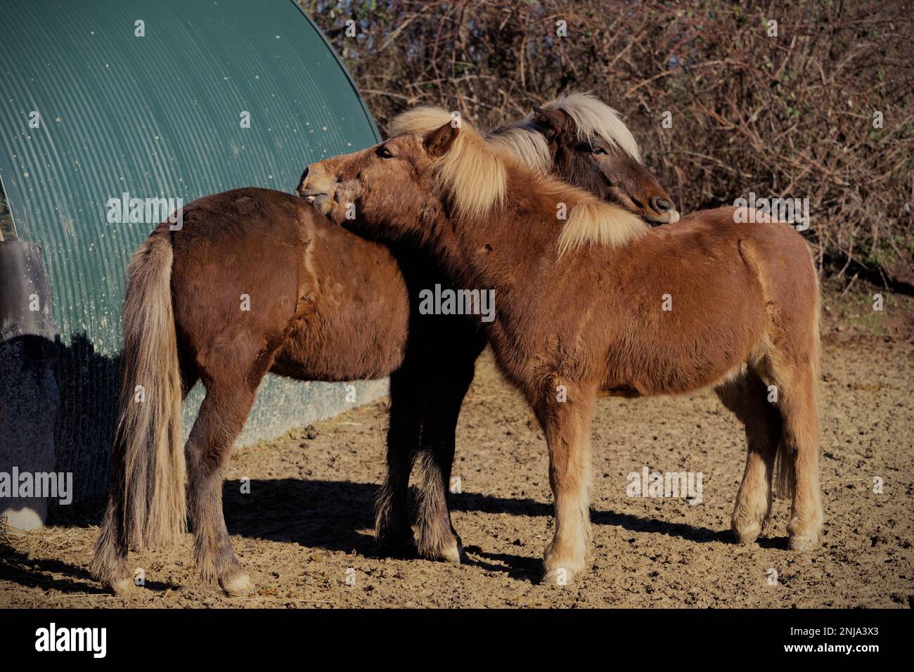 ritratto di due bellissimi cavalli castani islandesi che giocano insieme selvaggi Foto Stock