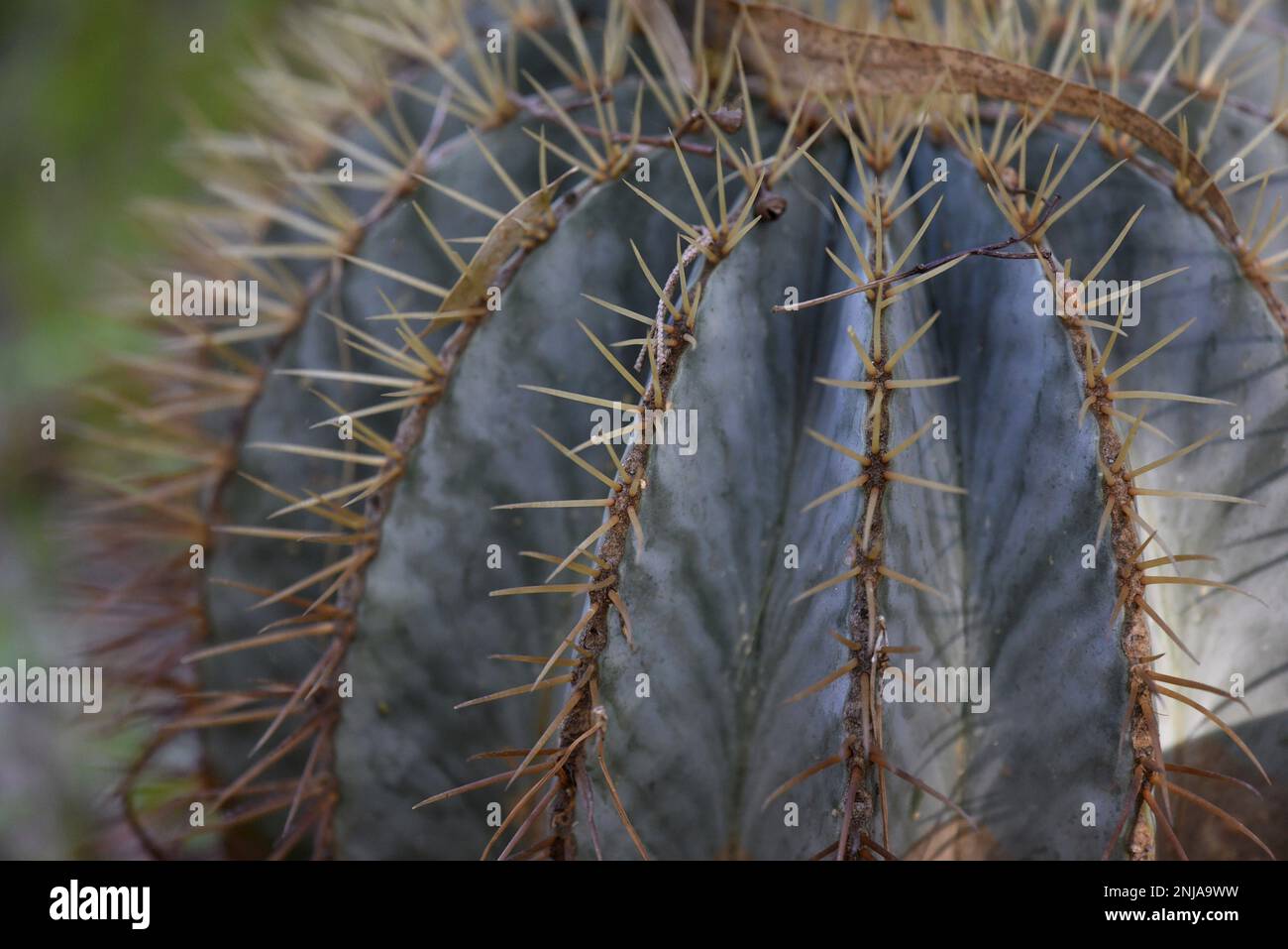 Ferocactus Pottsii è un genere a forma di barilotto con grandi spine. Foto Stock