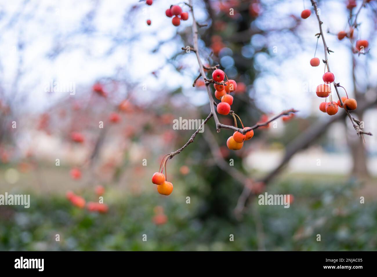Mela di granchio a foglia di plumolo (Malus Prunifolia) branca con frutta in inverno Foto Stock
