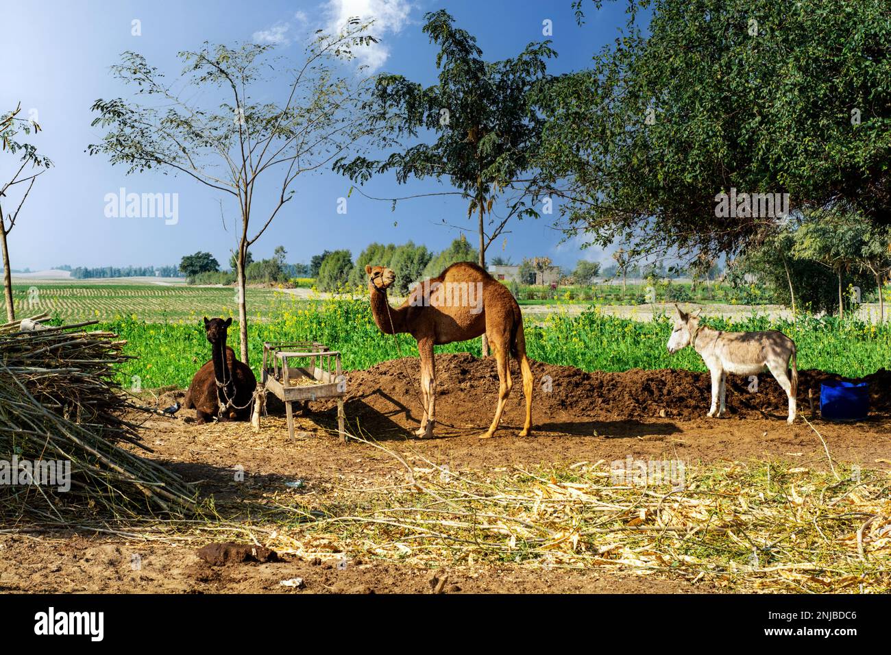 Animali domestici nel deserto del Thar Foto Stock