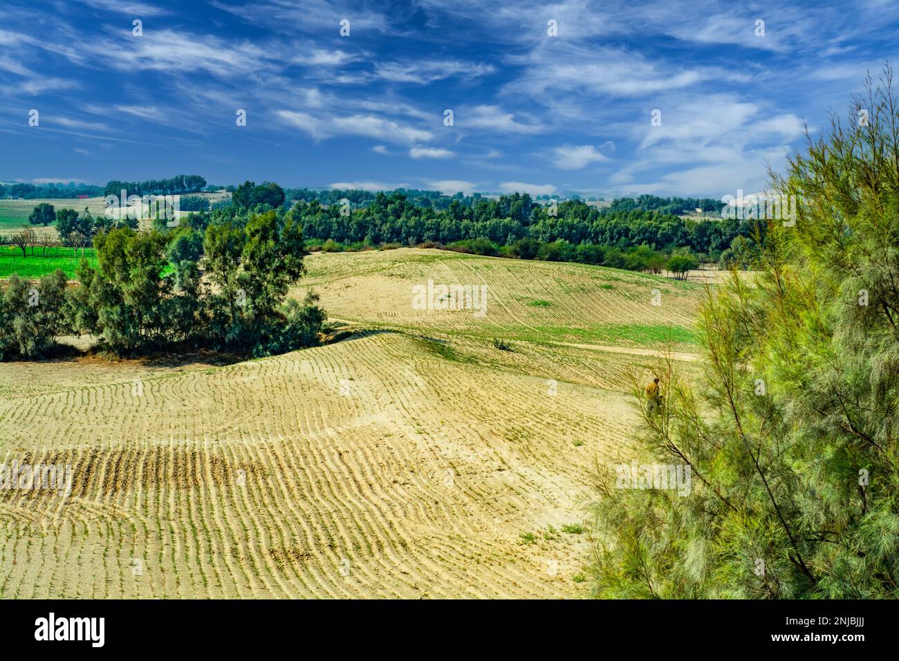 Paesaggio agricolo nel deserto di Thar Foto Stock