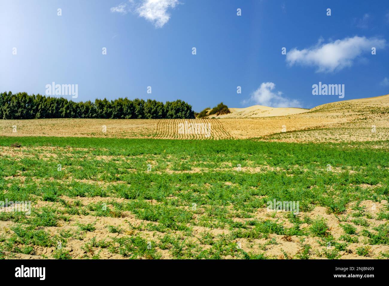 Campo agricolo nel deserto Foto Stock