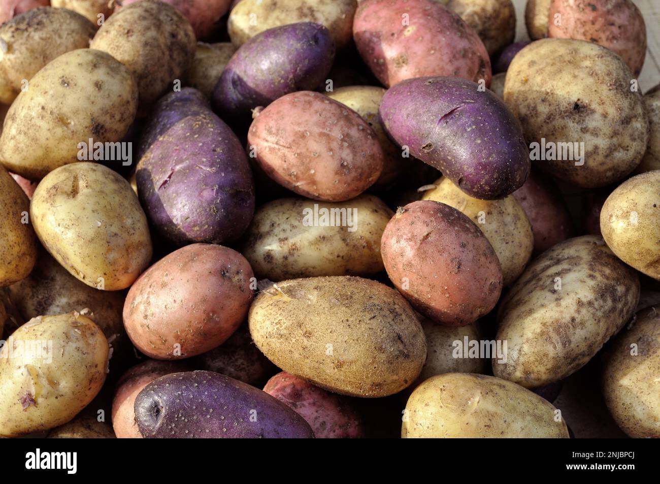 la pila di diversi tipi di tuberi di patate appena raccolti non lavati Foto Stock