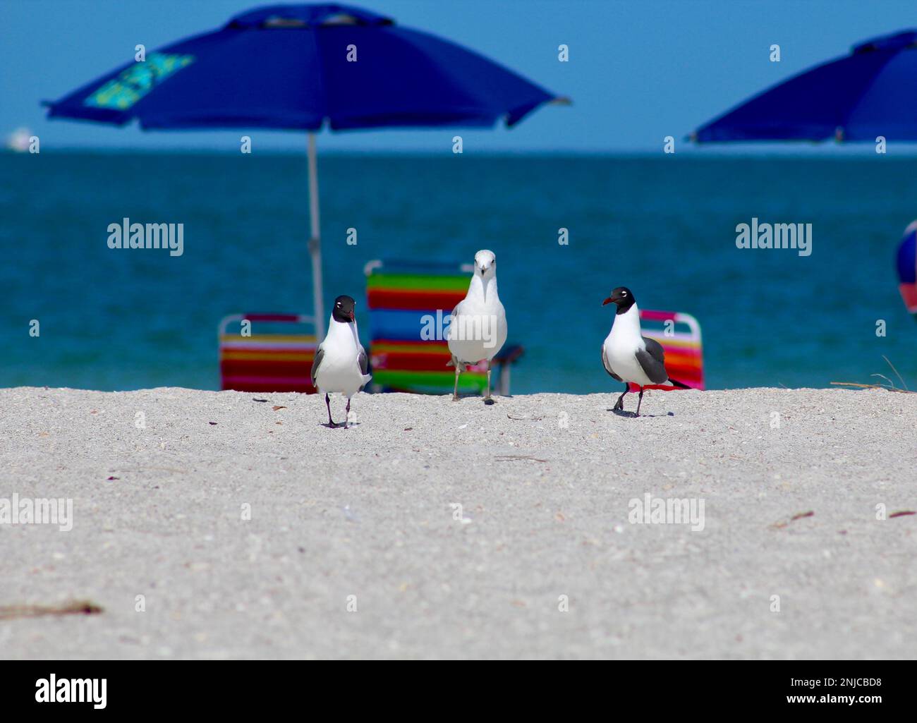 Migliori gemme Foto Stock