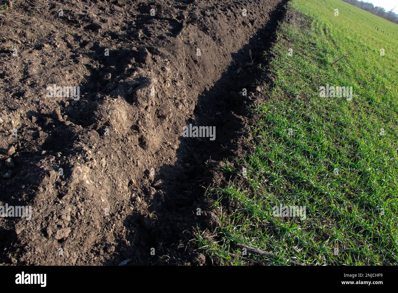 Raccolti germogliano sul campo in Ucraina in una giornata di sole Foto Stock