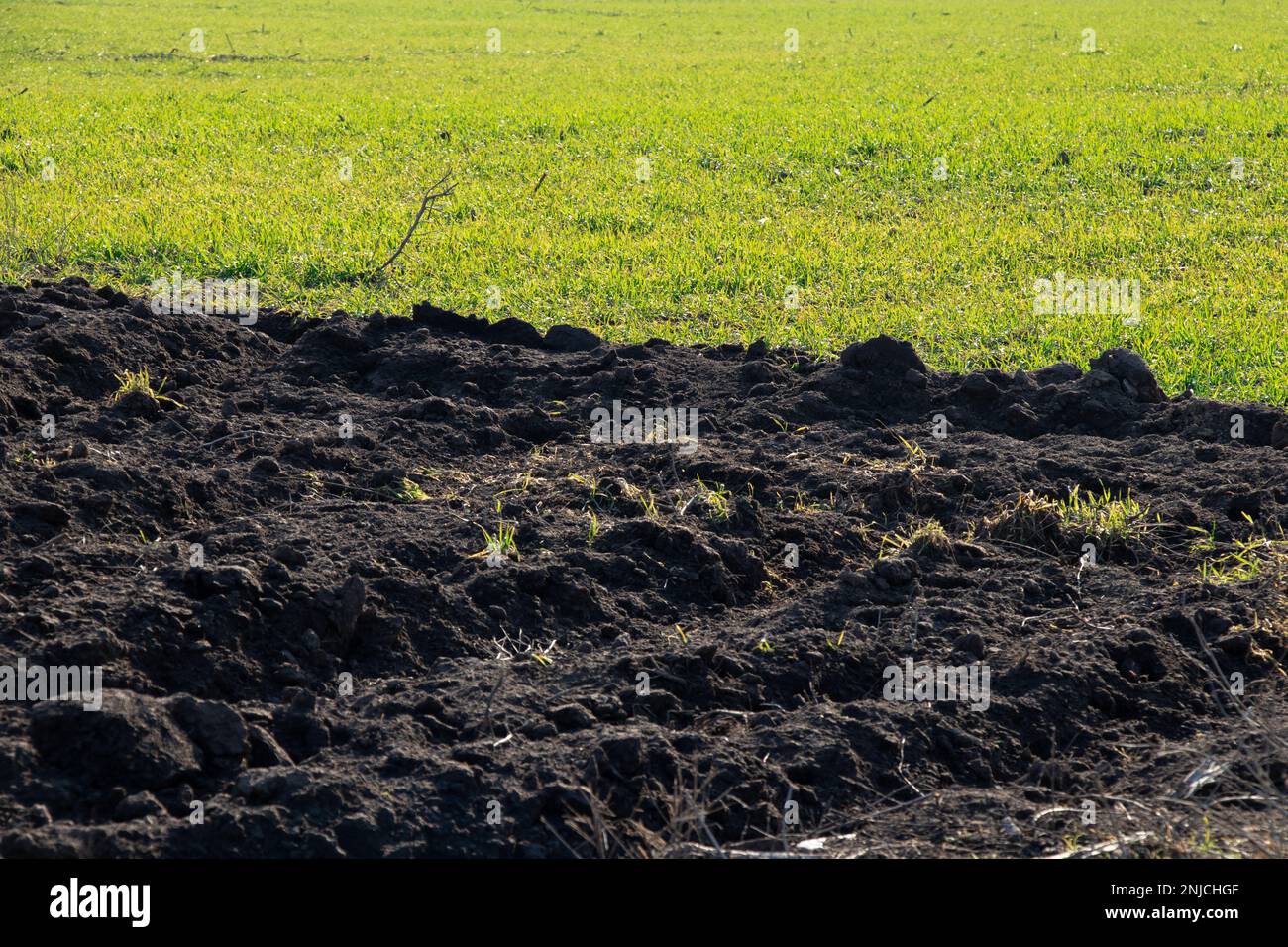 Raccolti germogliano sul campo in Ucraina in una giornata di sole Foto Stock