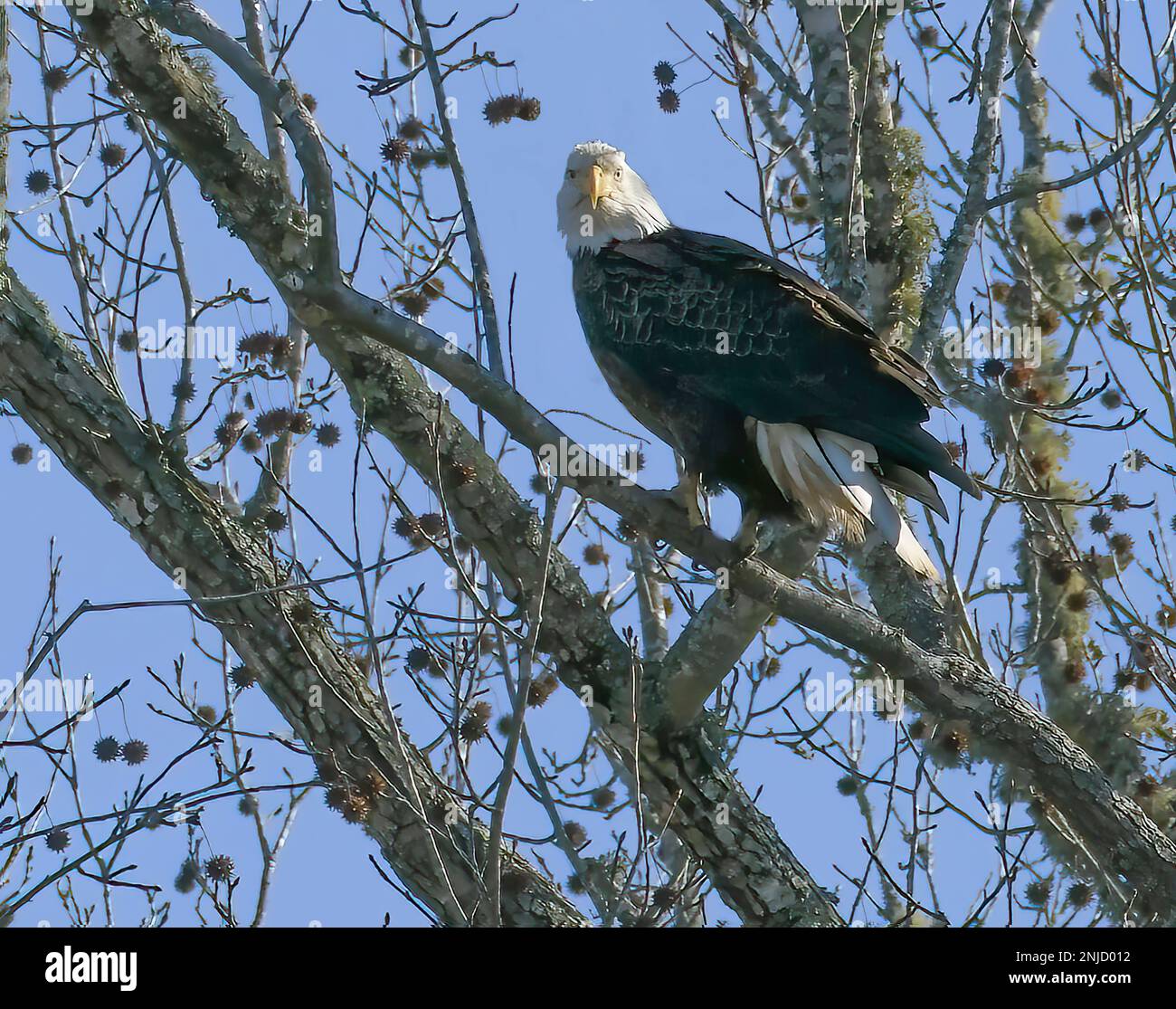Lone Adulto Bald Eagle in alberi Foto Stock