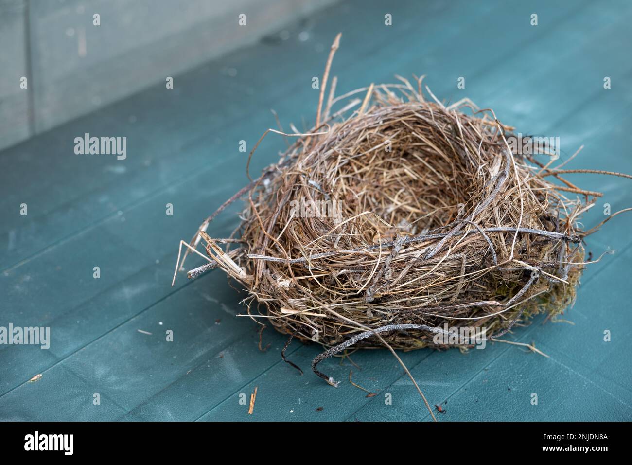 Nido di uccelli vuoto fatto di ramoscelli e erba secca su sfondo blu, spazio di copia, messa a fuoco selezionata, profondità di campo ristretta Foto Stock