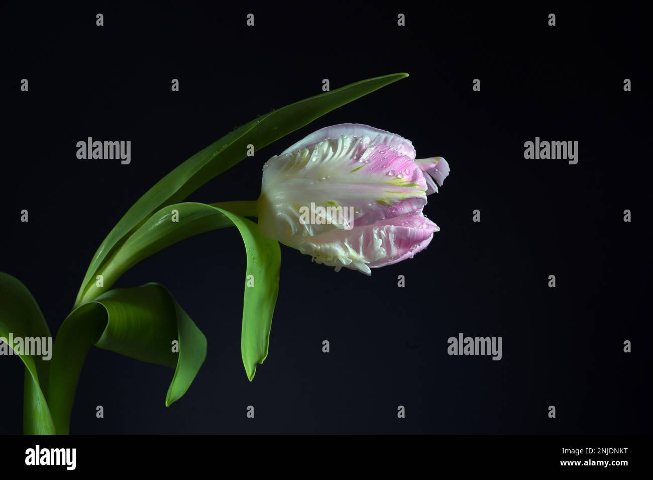 Testa di fiore di un tulipano pappagallo in bianco e rosa con gocce d'acqua su sfondo nero, spazio di copia, messa a fuoco selezionata, profondità di campo stretta Foto Stock