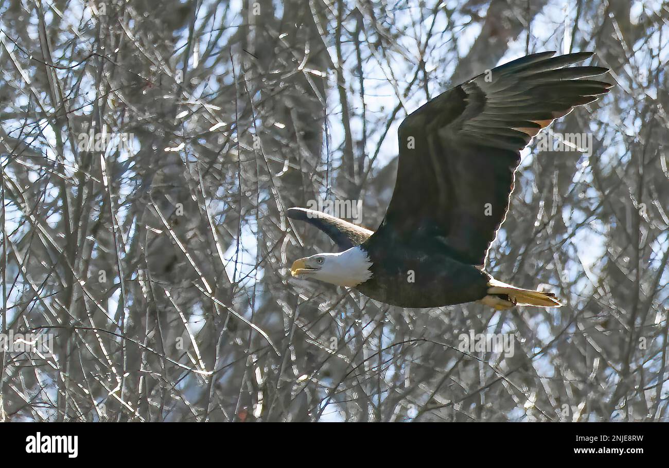 Adulto Bald Eagle volare oltre gli alberi Foto Stock