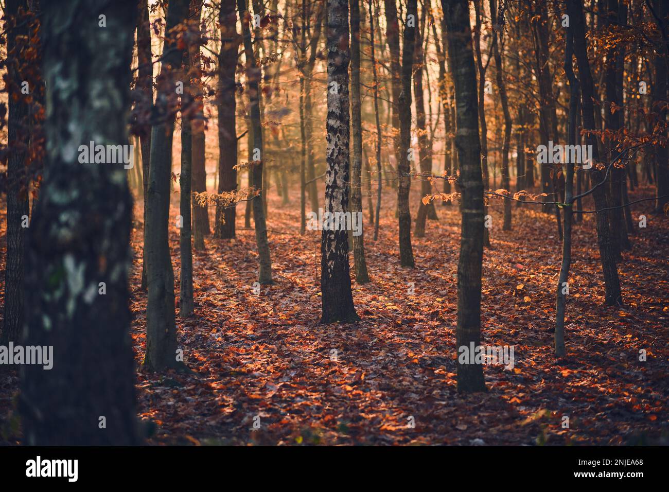 il sole scoppia nella foresta di betulla al mattino. Foto di alta qualità Foto Stock