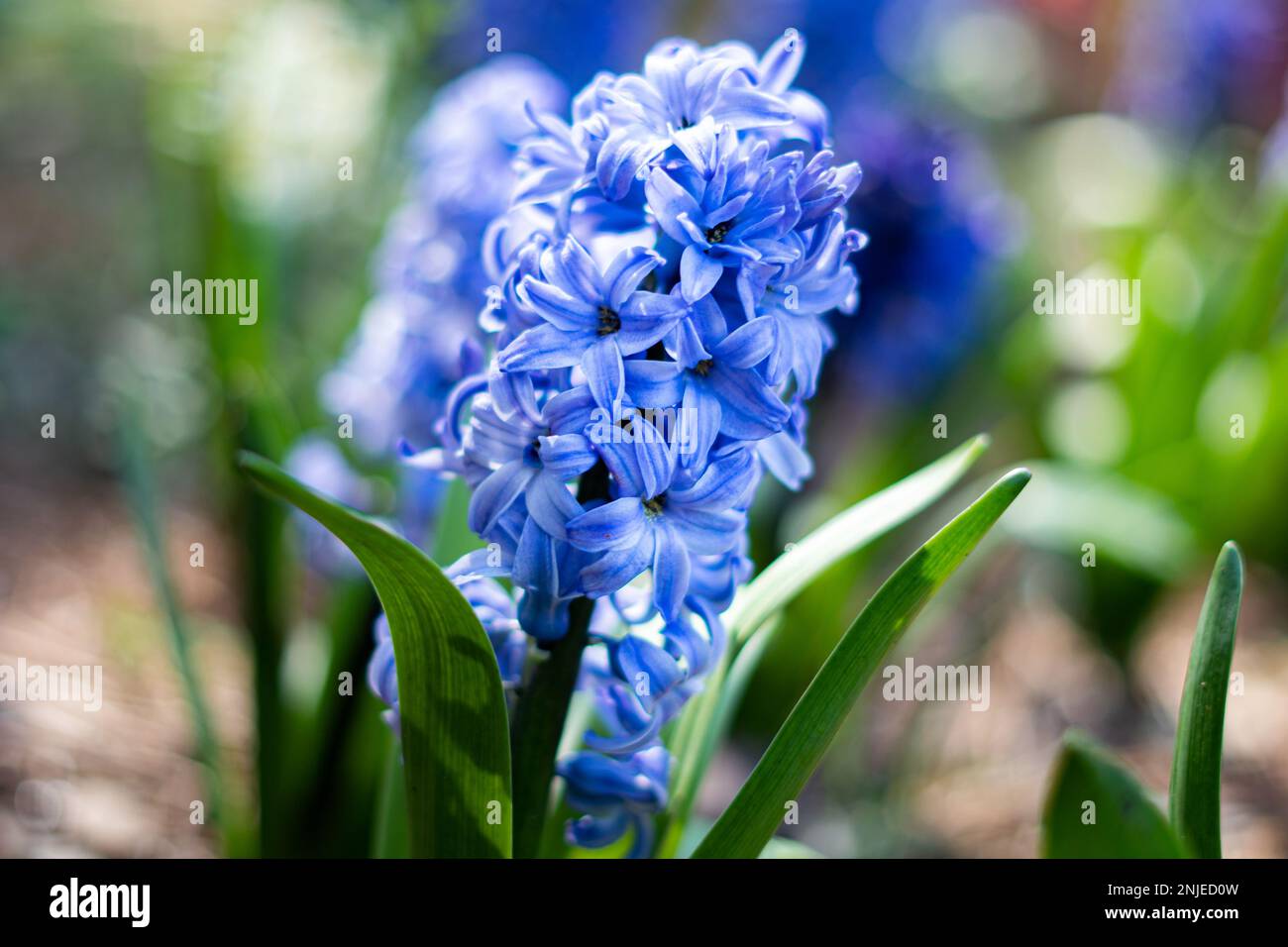 Splendido fiore di giacinto blu in letto di fiori Foto Stock