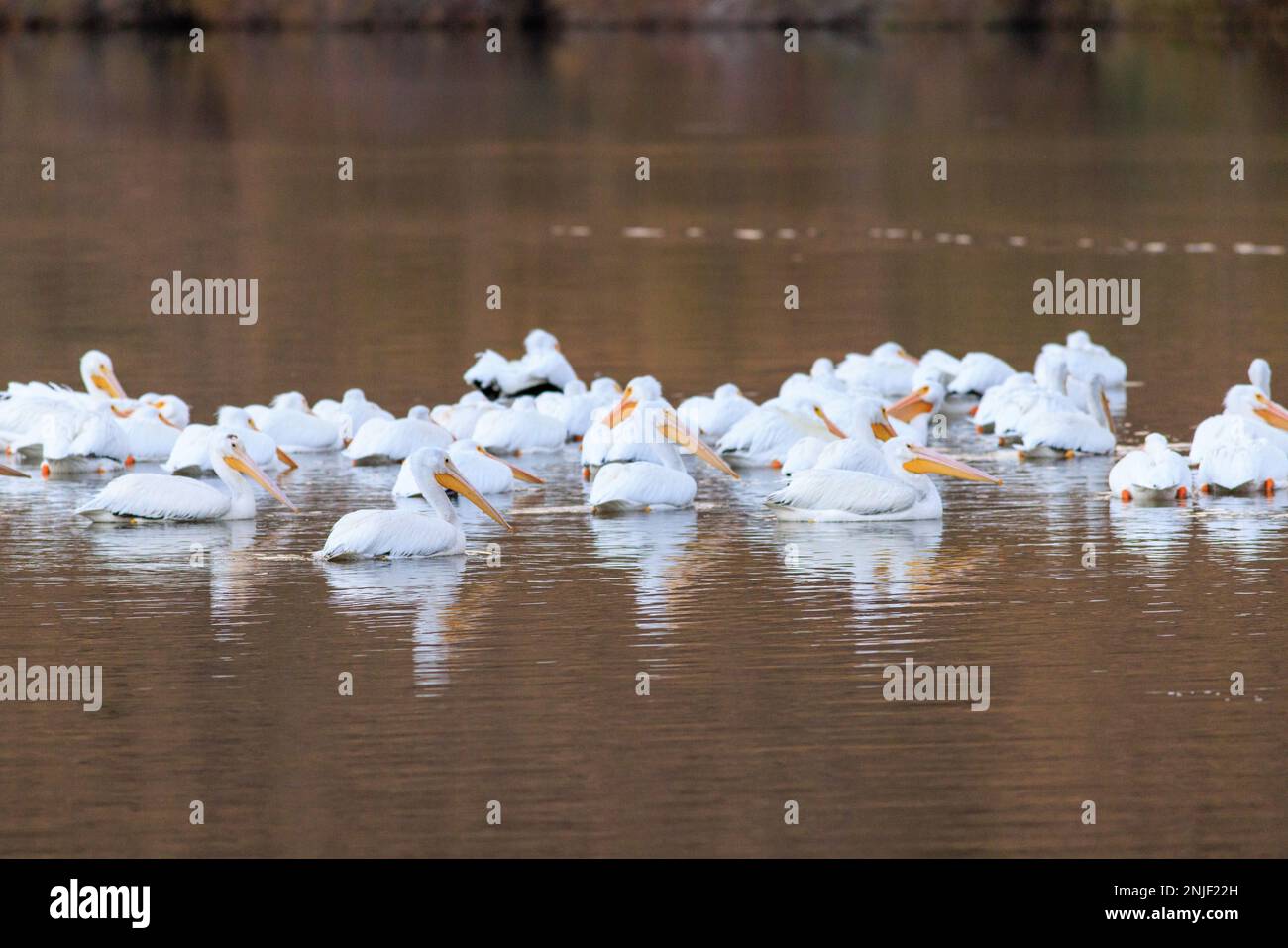 Pellicani nel fiume Gila a Gillespie Dam Foto Stock