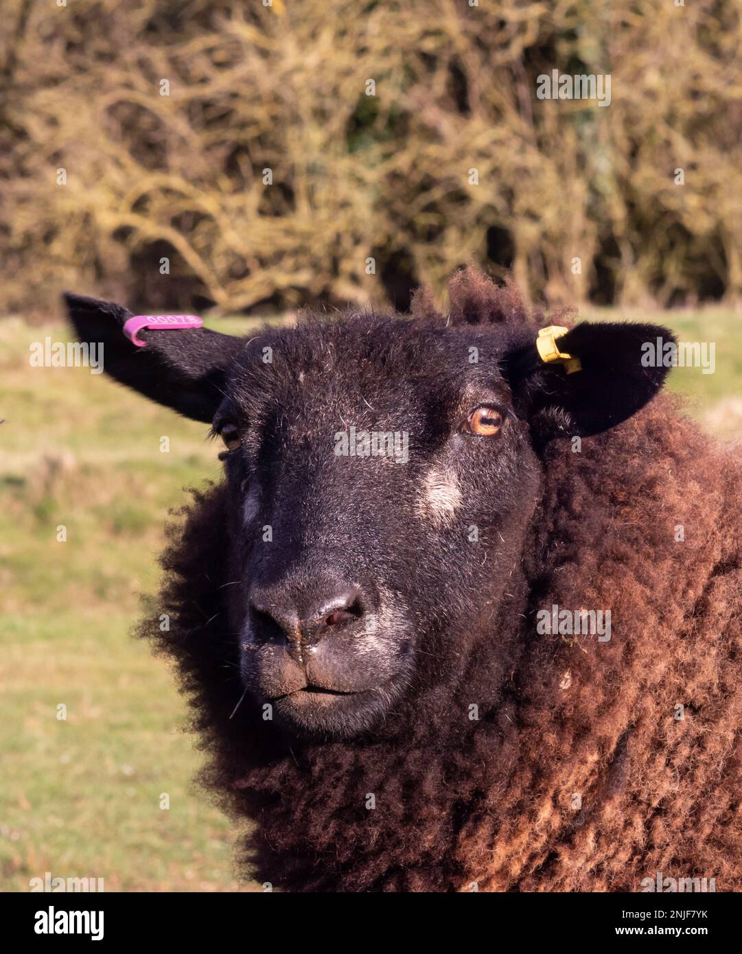 Un primo piano di una pecora nera UK Foto Stock