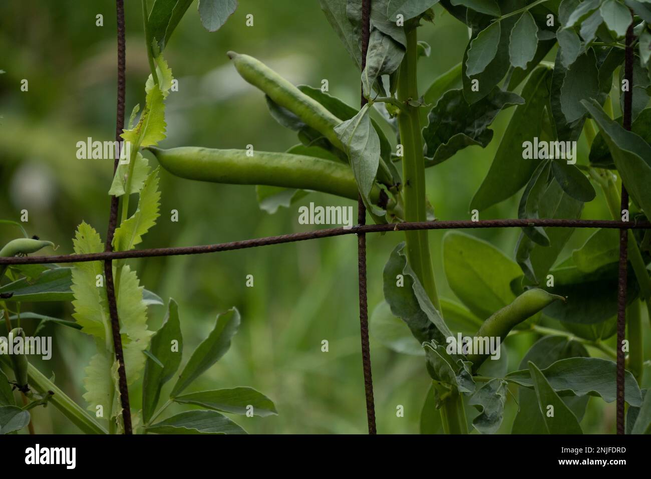 Fave, o fave, che crescono su una griglia metallica arrugginita. Un papavero è anche nel giardino. Vicia faba. Foto Stock