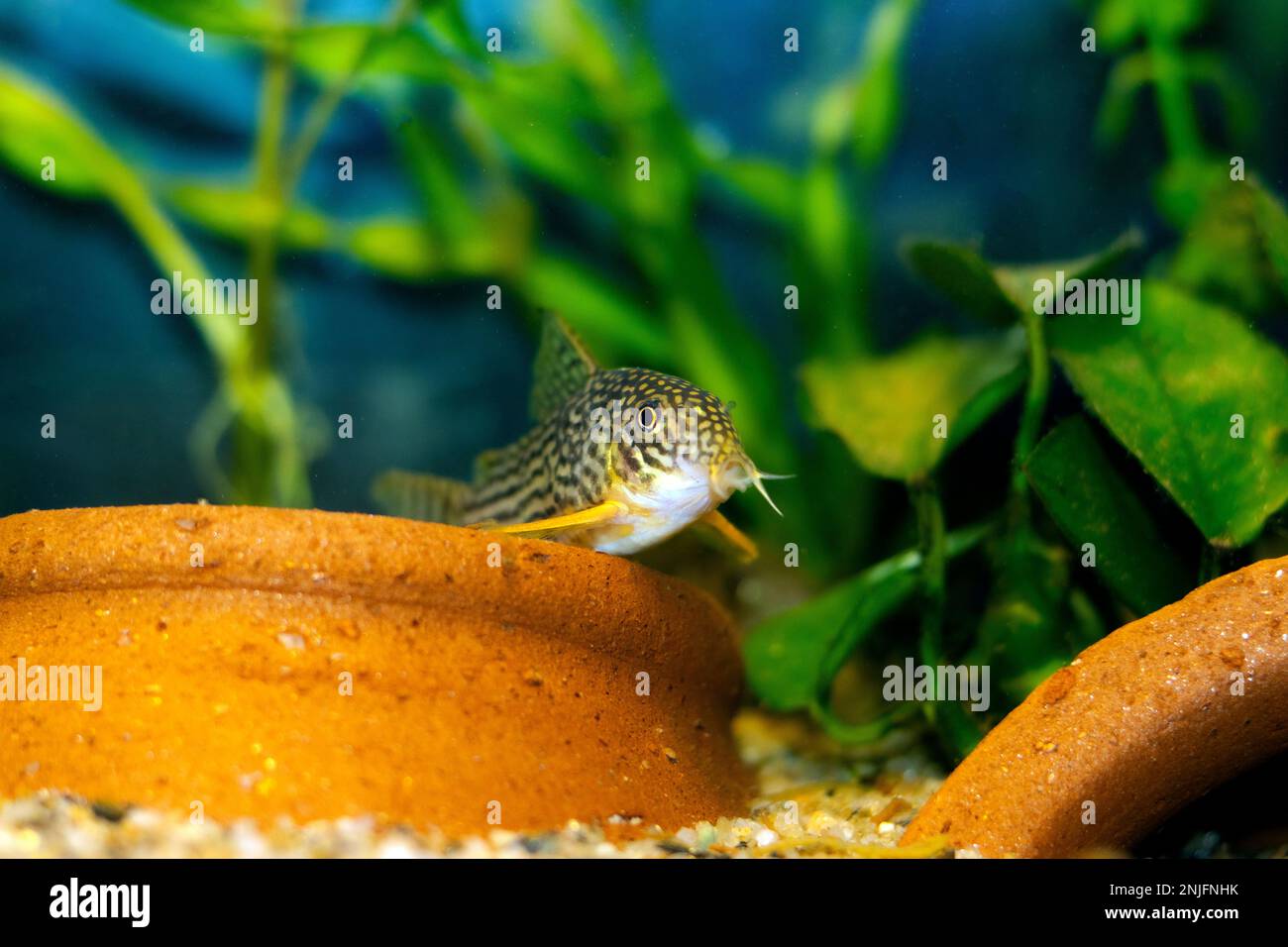 Corydoras sterbai - Pesce Cory di Sterba Foto Stock